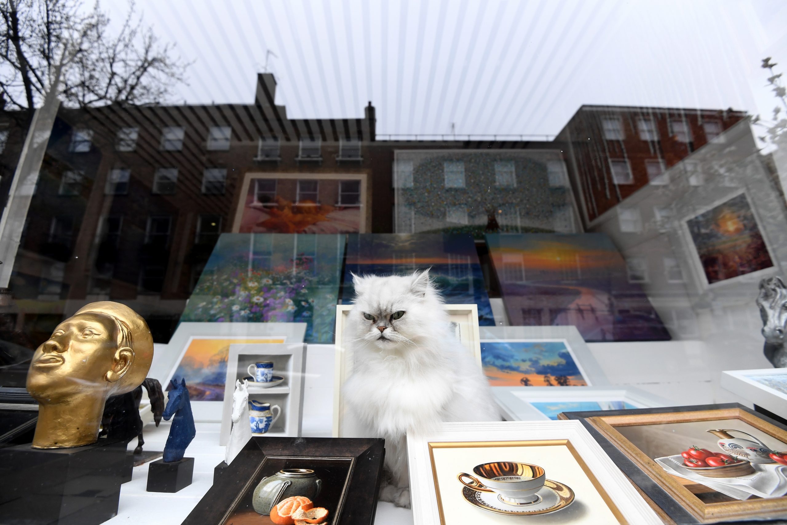 epa09042047 A cat sits in the window of a frame shop in London, Britain, 28 February 2021.  EPA-EFE/FACUNDO ARRIZABALAGA