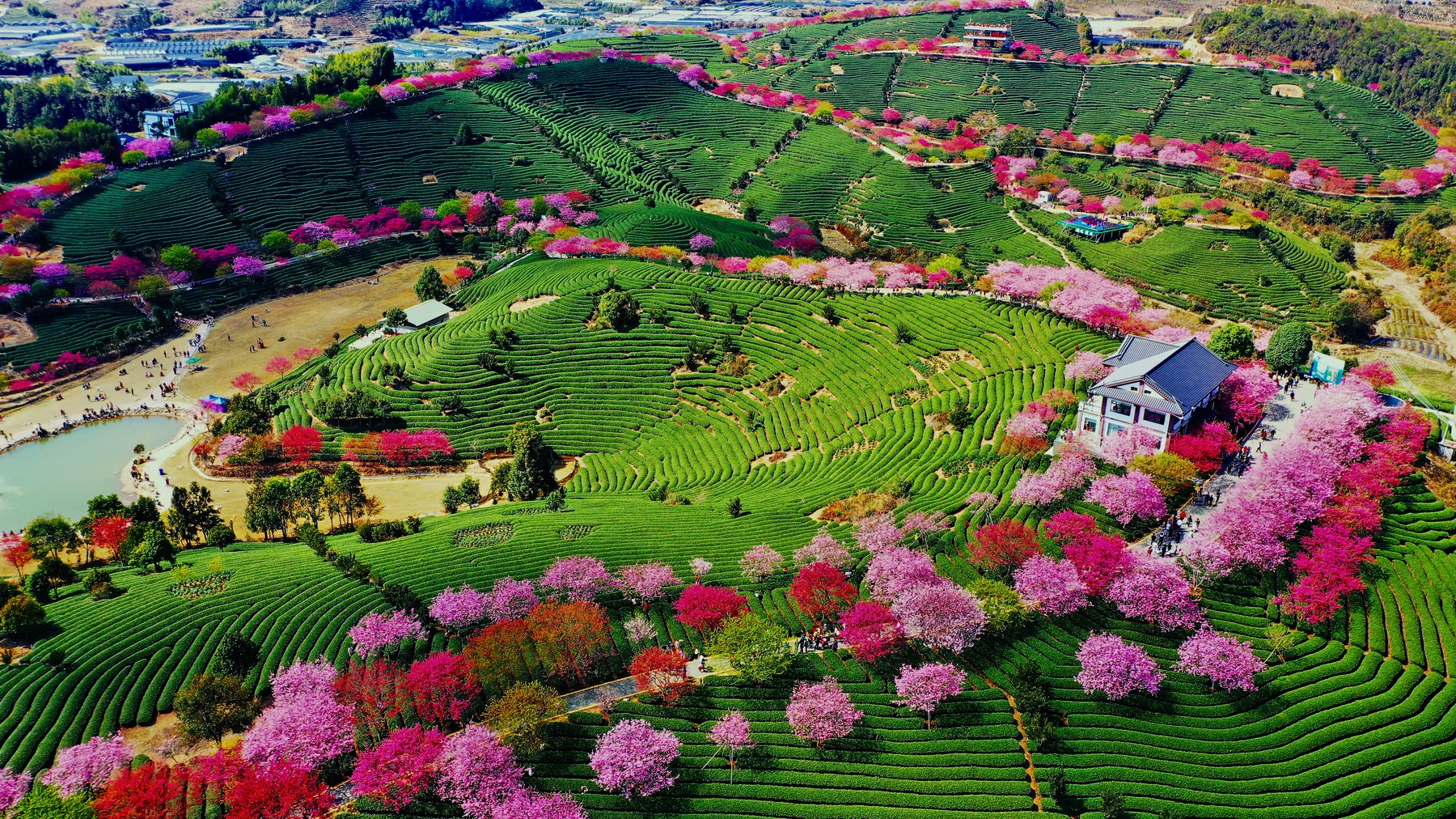 Cherry blossoms bloom in south China's Fujian Province