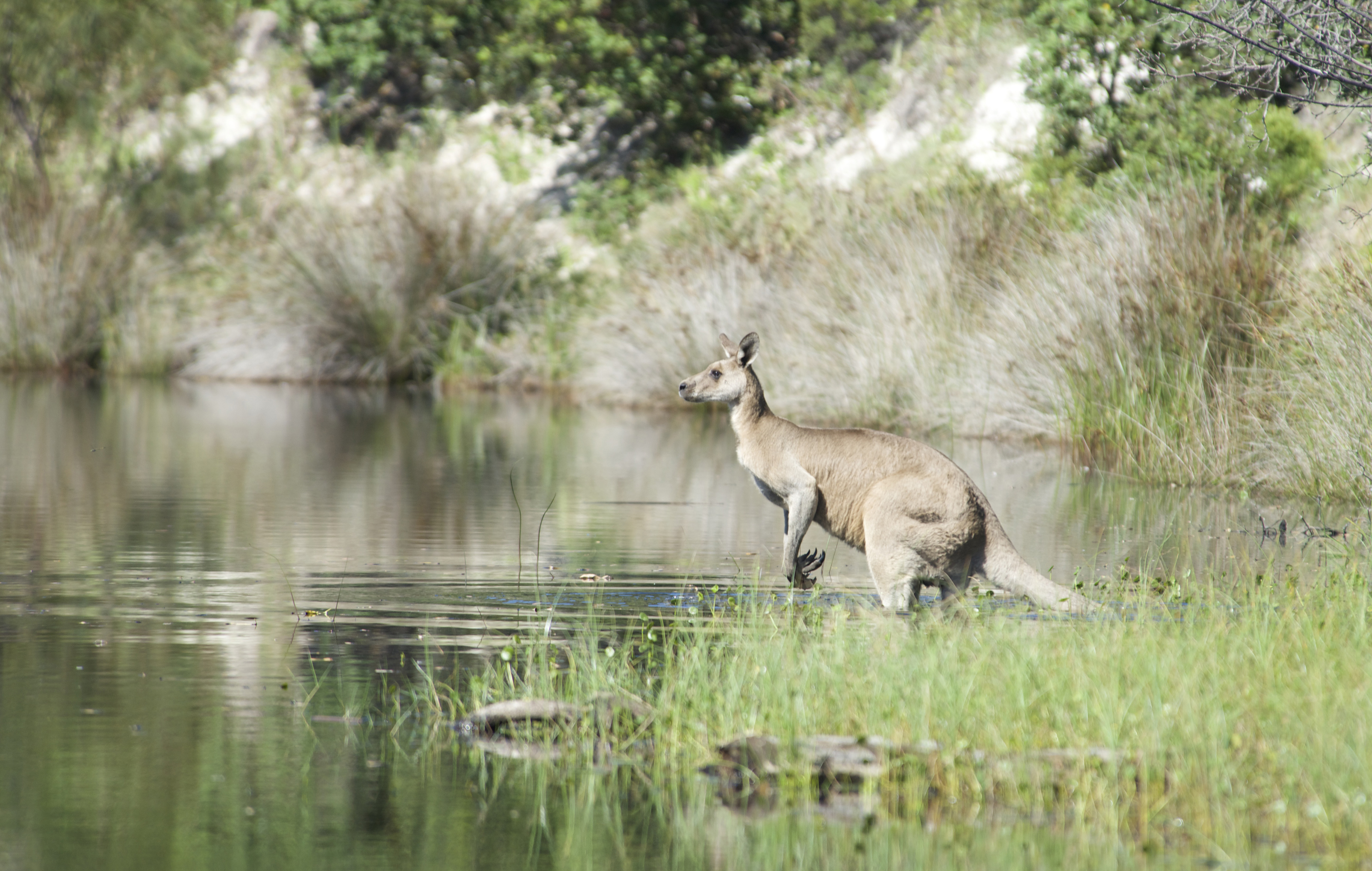 Lake Cakora is located in the middle of of Yuraygir national park in New South Wales