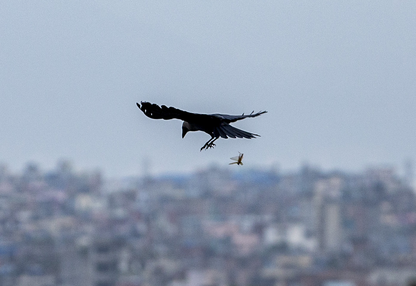 epa08518057 A Crow tries to capture a locust in Kathmandu, Nepal, 30 June 2020. The Swarms of locust have already entered Nepal were spotted in Kathmandu on 30 June 2020. So far no damaged crop have been reported.  EPA-EFE/NARENDRA SHRESTHA