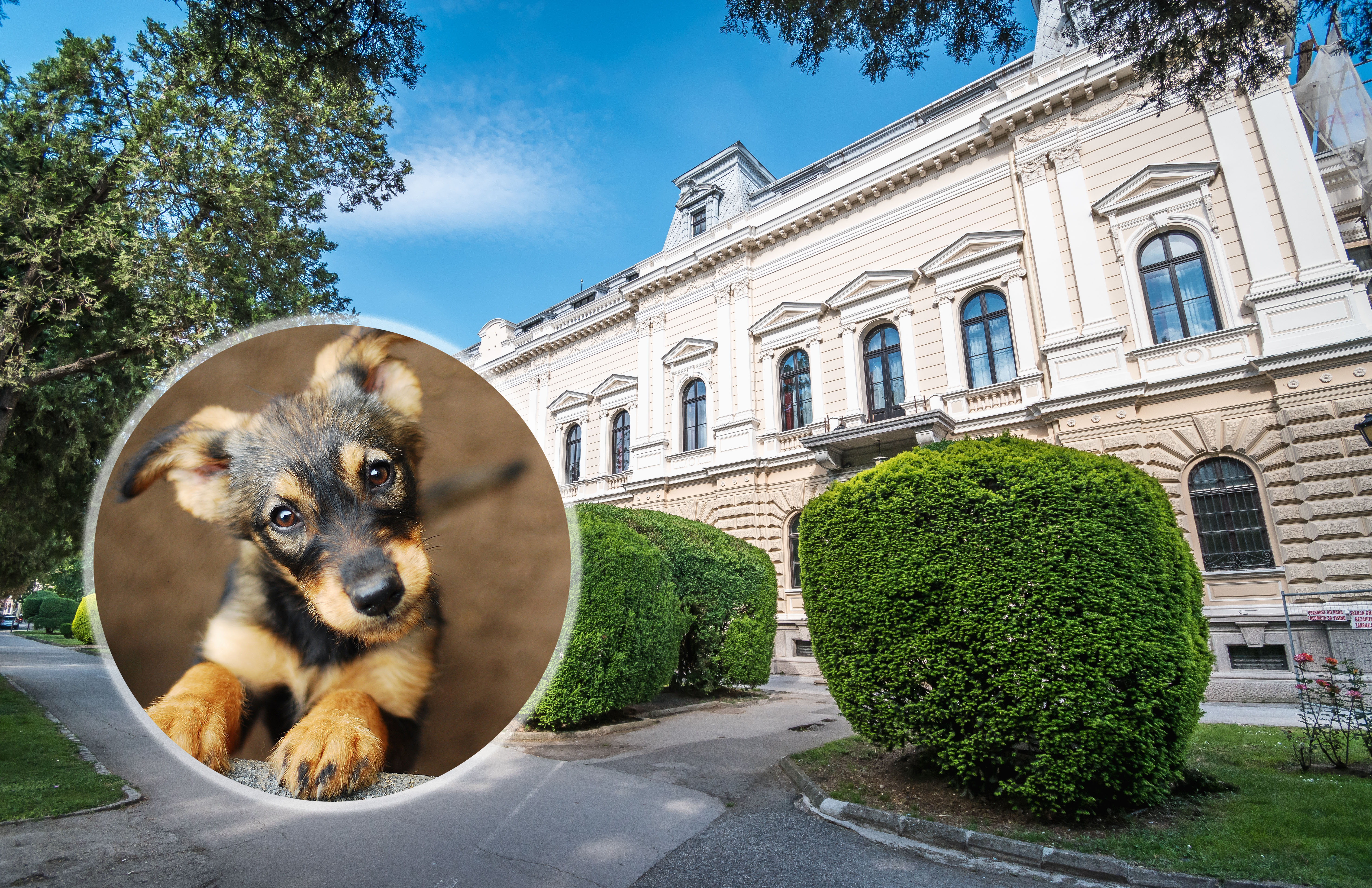 Požarevac kuca, pas City Hall, Pozarevac, Republic of Serbia