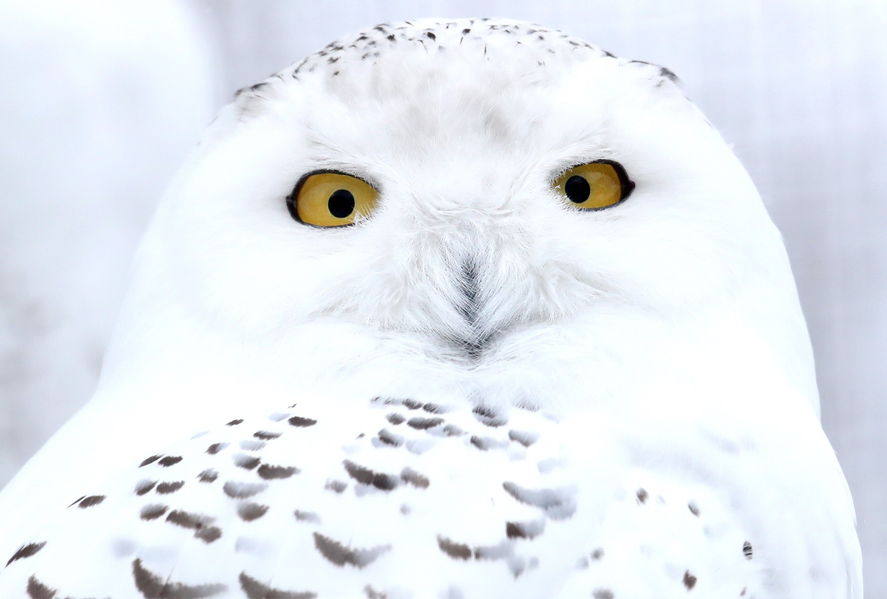 ST PETERSBURG, RUSSIA – FEBRUARY 16, 2021: A snowy owl n Leningradsky Zoo in winter. Alexander Demianchuk/TASS,Image: 591381675, License: Rights-managed, Restrictions: , Model Release: no, Credit line: Alexander Demianchuk / TASS / Profimedia