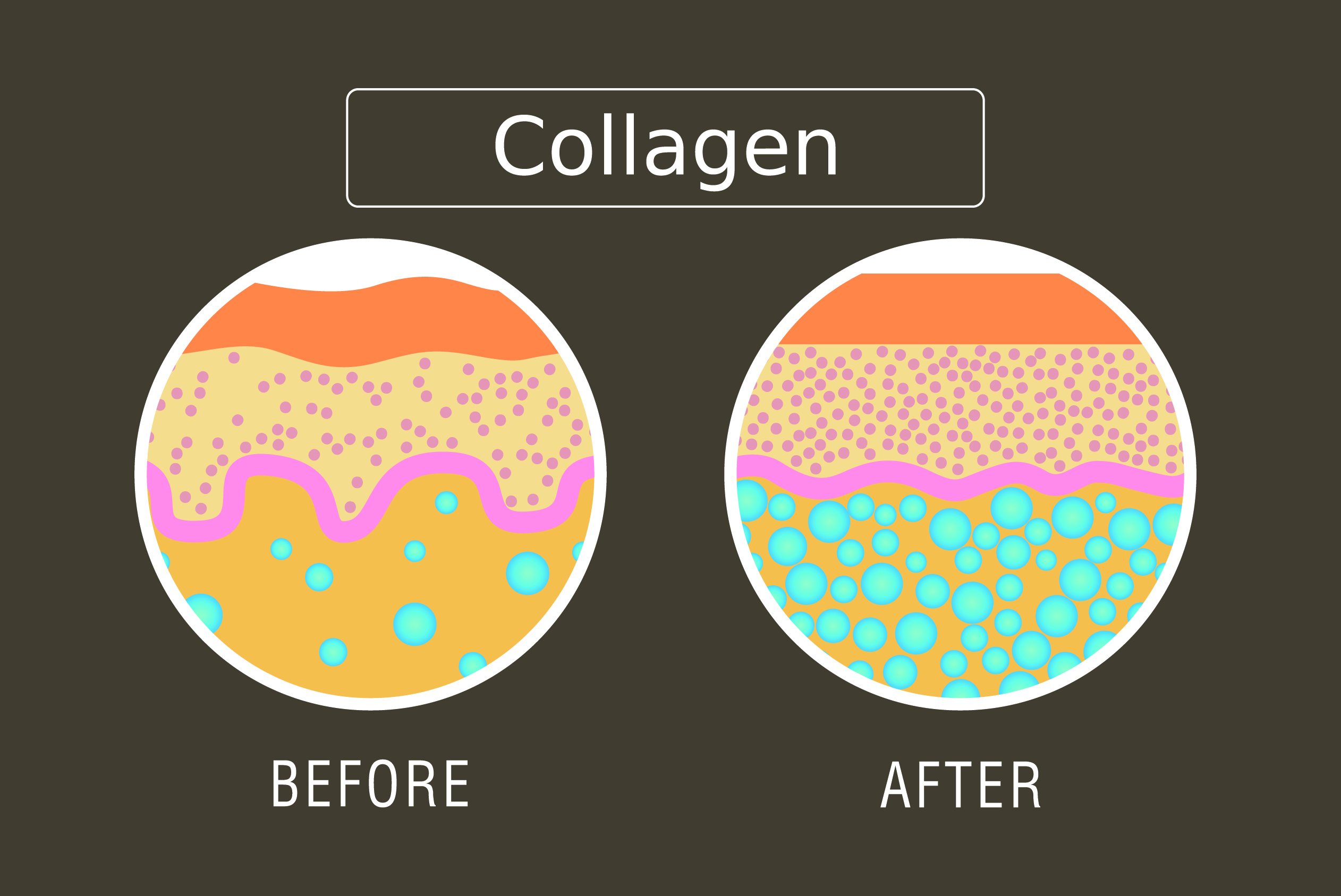 Collagen ,Protection Skin vector