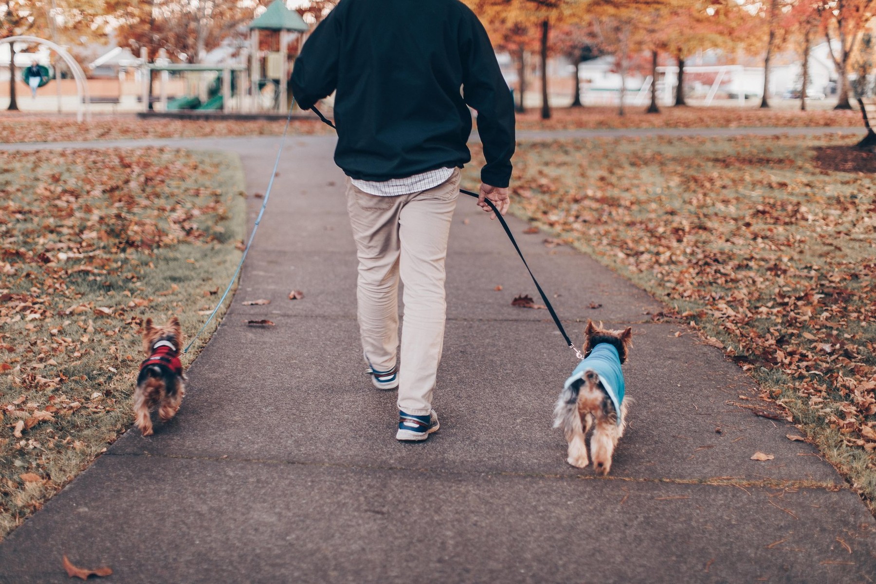 A man with dogs in golden autumn park, Fall in the Portland