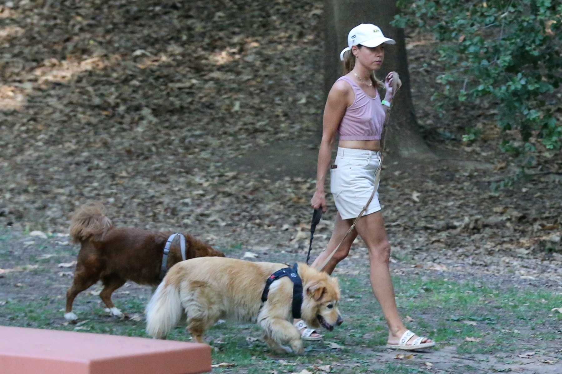 *EXCLUSIVE* Aubrey Plaza takes her dogs for a walk in Los Feliz