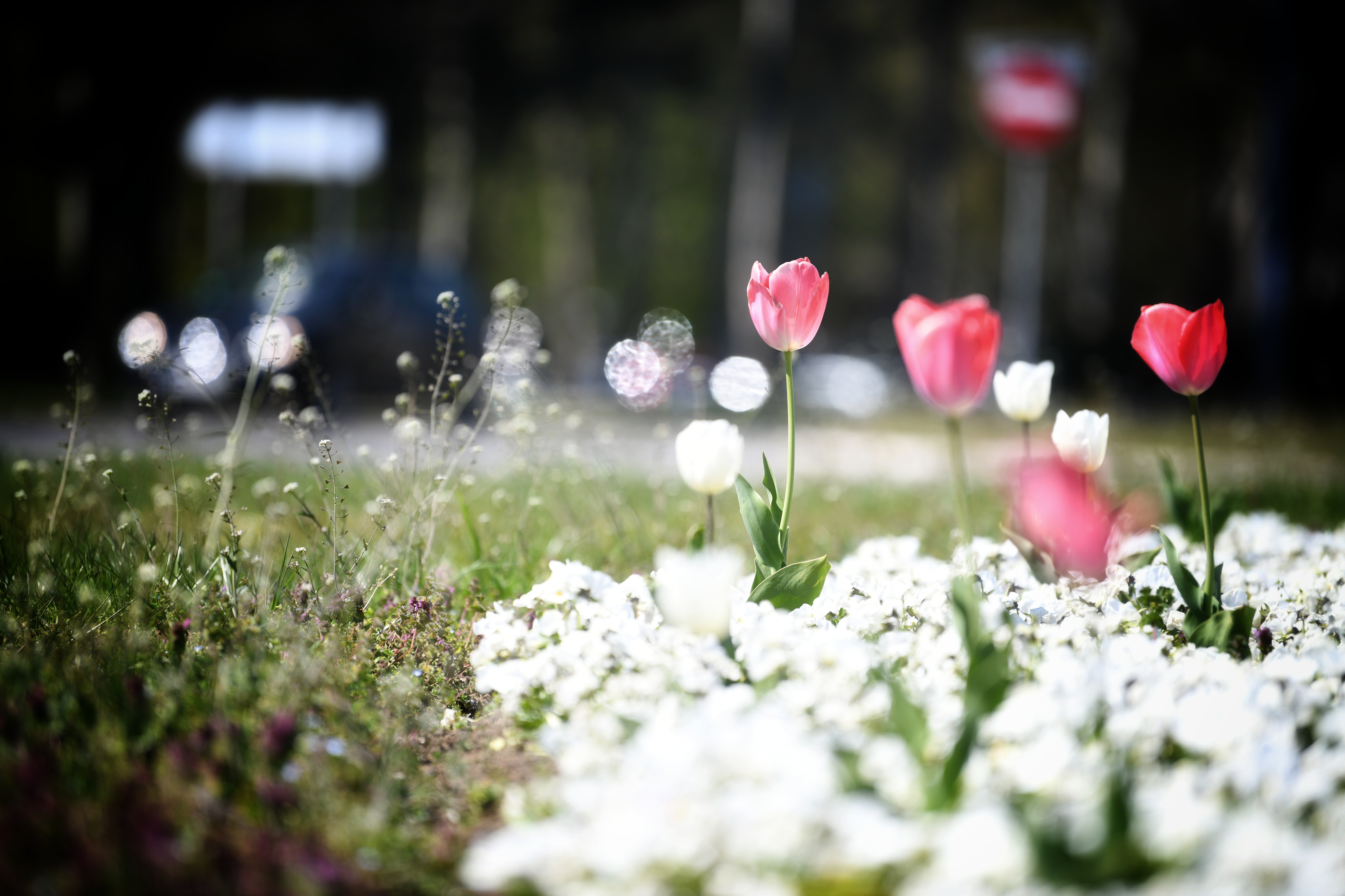 Beograd 08.04.2020. Prolece, cvece, Novi Beograd, lepo vreme