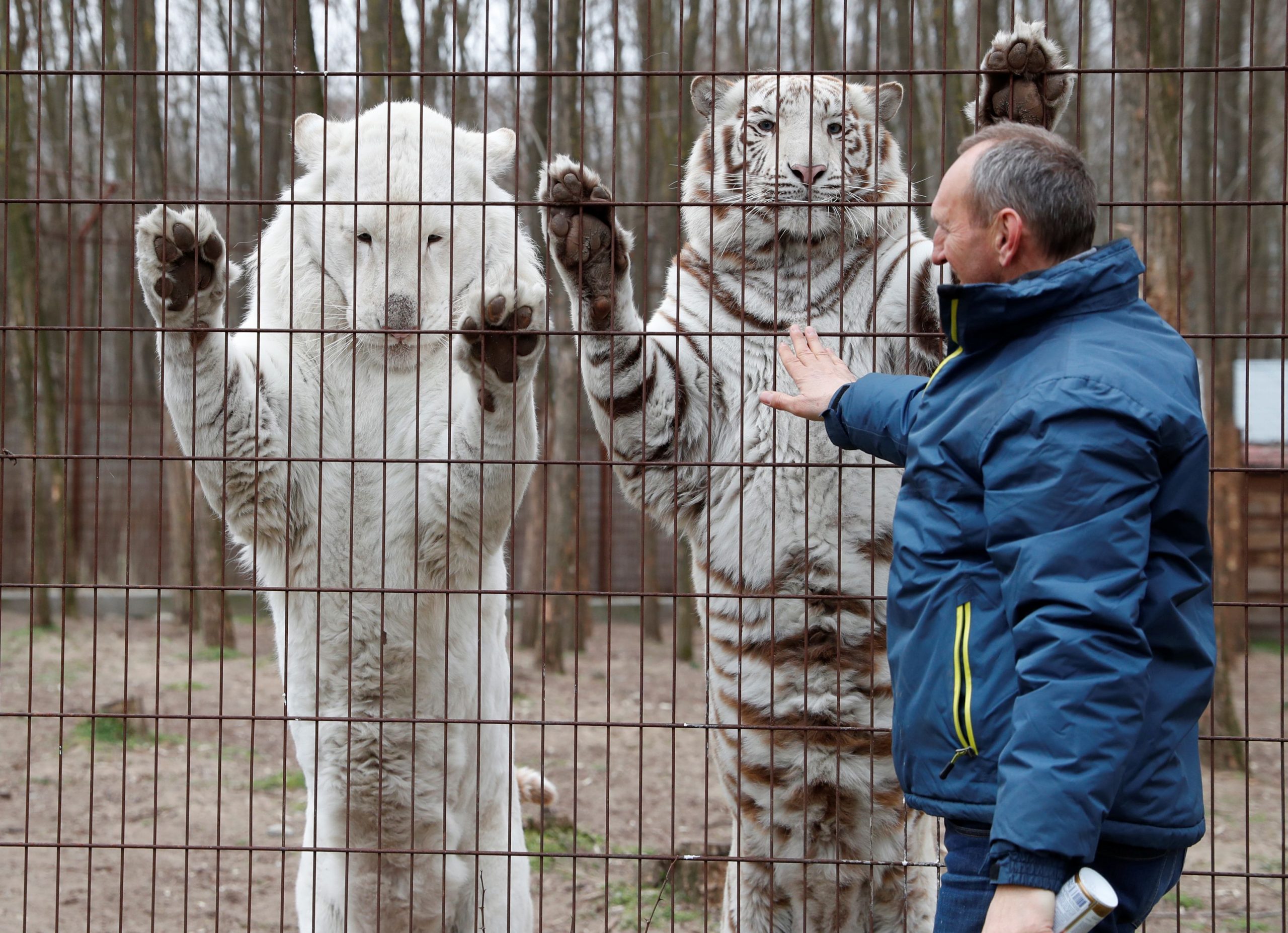 White Bengal tigers Mohini and Begum react with their owner Tibor Toth at a private zoo closed to the public, during the coronavirus disease (COVID-19) pandemic, in Felsolajos, Hungary, March 22, 2021. Picture taken March 22, 2021. REUTERS/Bernadett Szabo