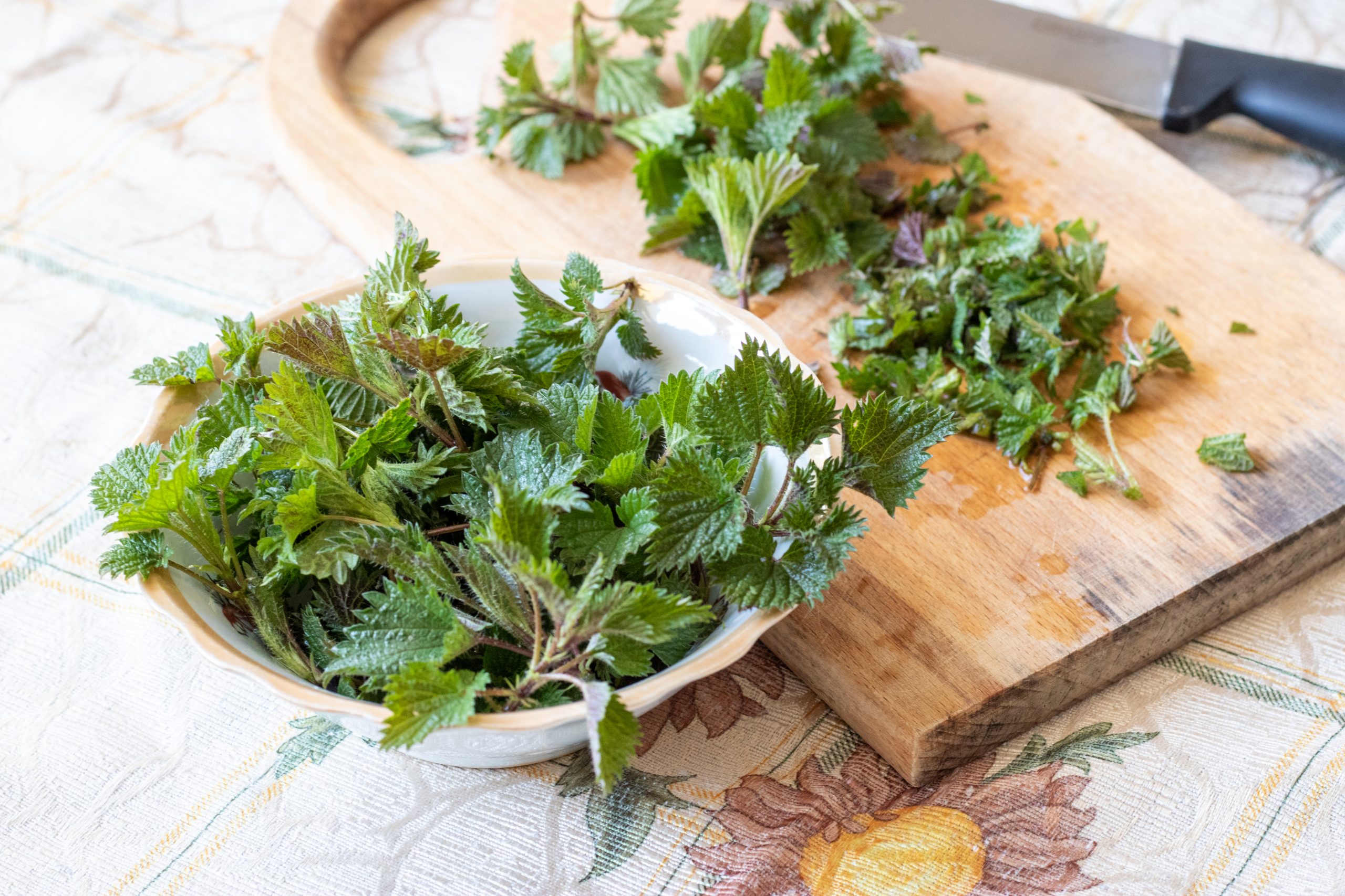 Kopriva, biljka, lekovito bilje Foto: Shutterstock