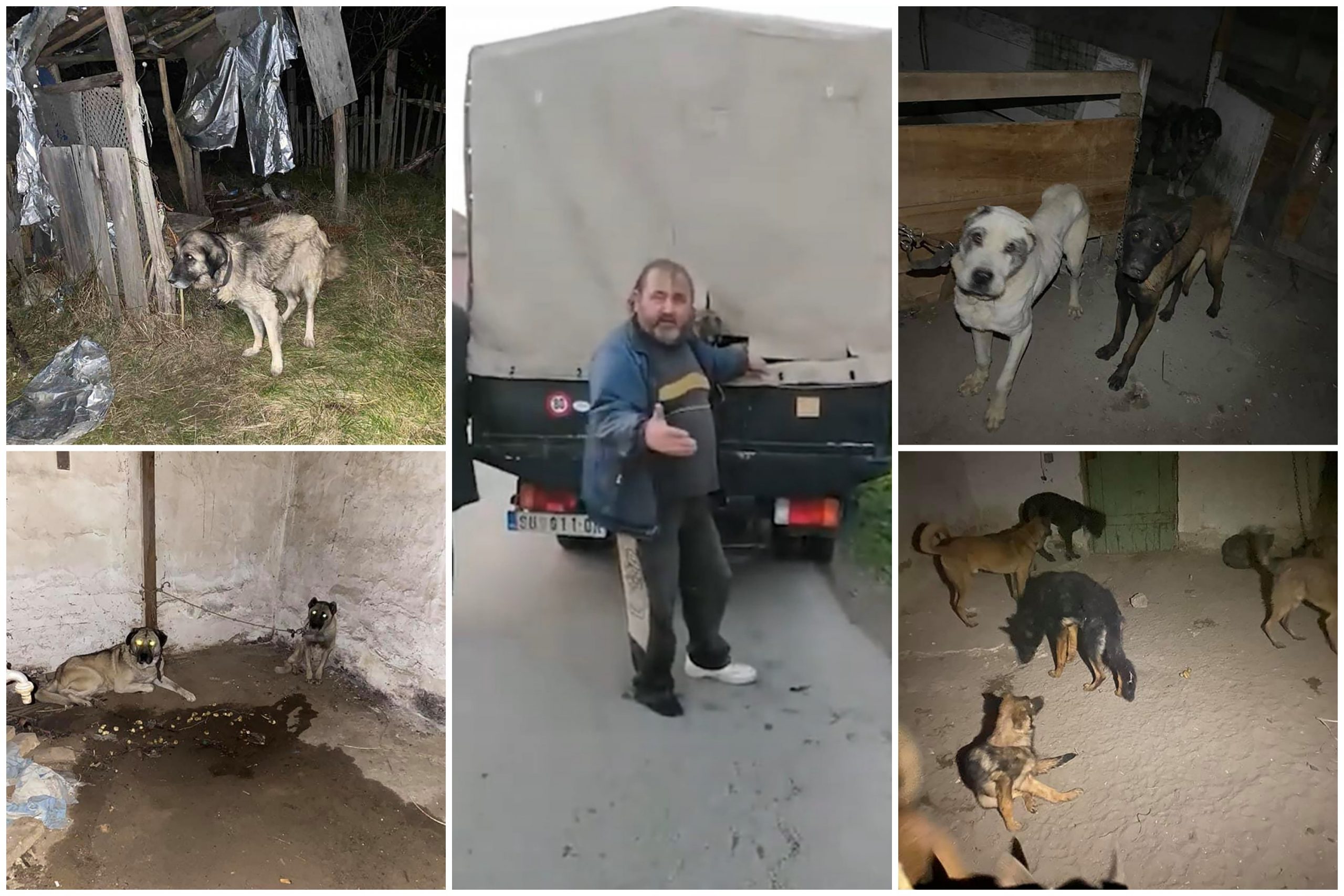 Subotica, psi, lutalice, zlostavljanje pasa, životinja, životinje, kamion užasa Foto: Printscreen/YouTube/Online spotlight videos/Facebook/Subotičke njuškice