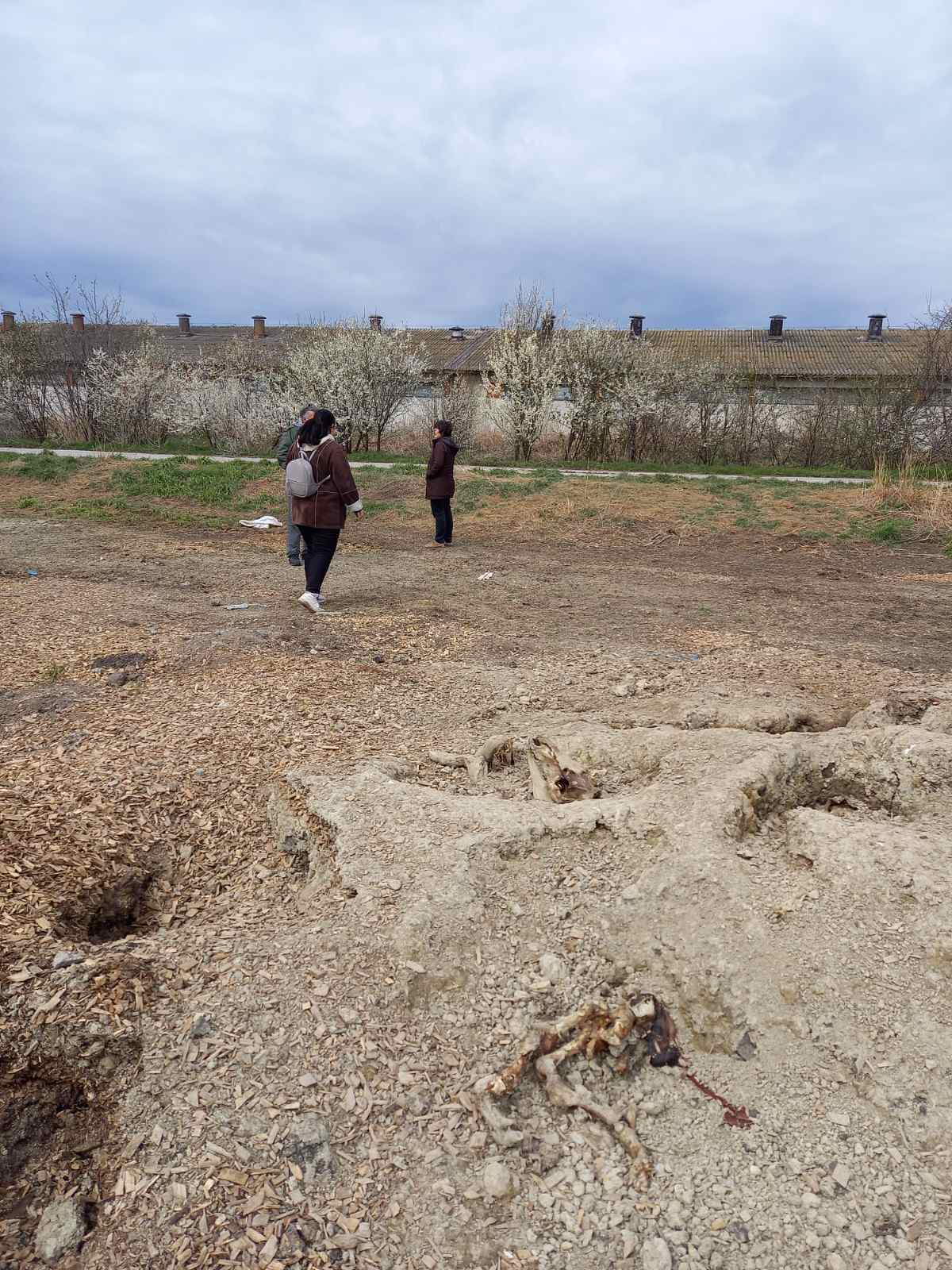 Uginule svinje, deponija uginulih svinja Foto: EKO-Pančevački rit