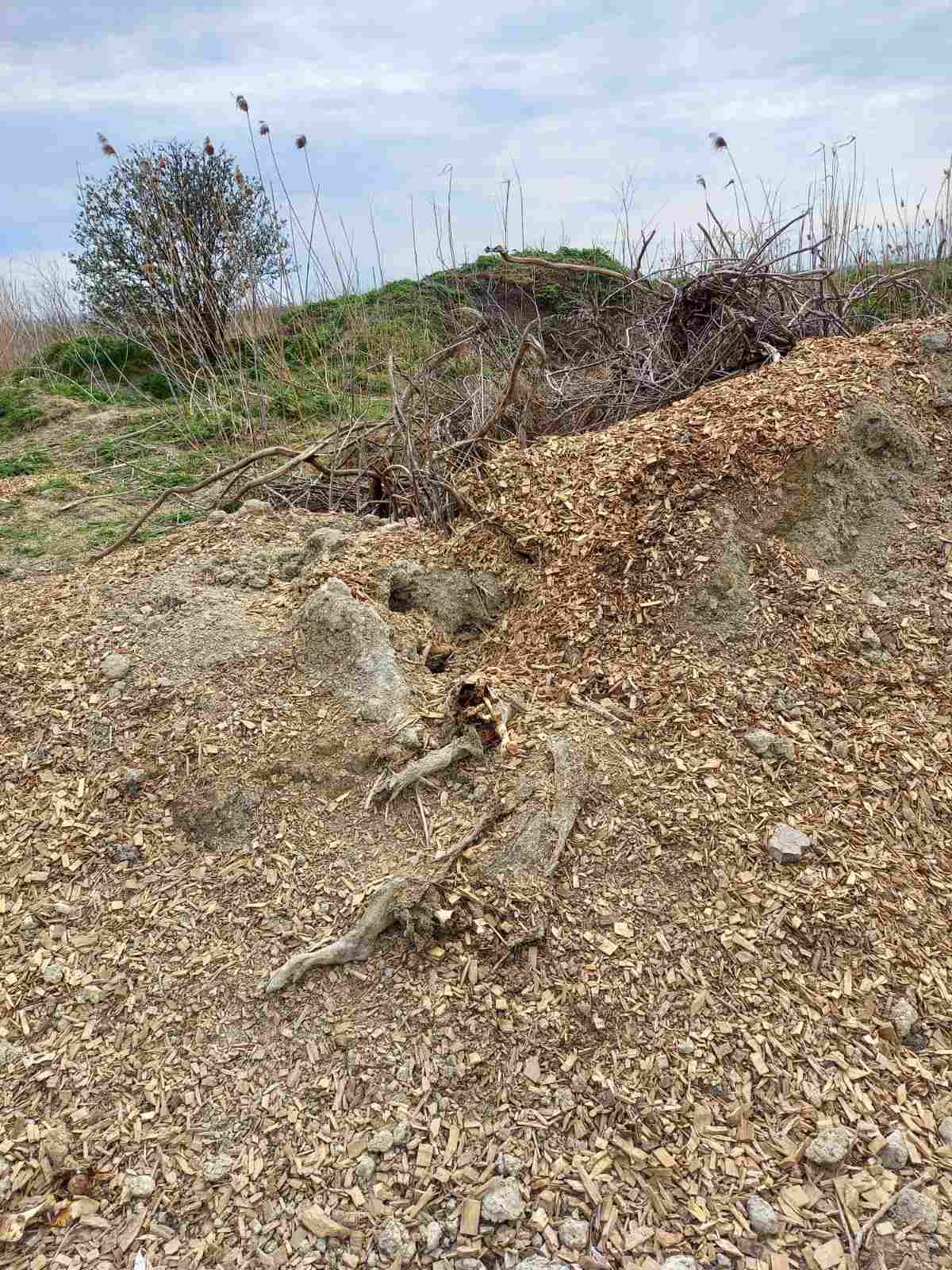 Uginule svinje, deponija uginulih svinja Foto: EKO-Pančevački rit