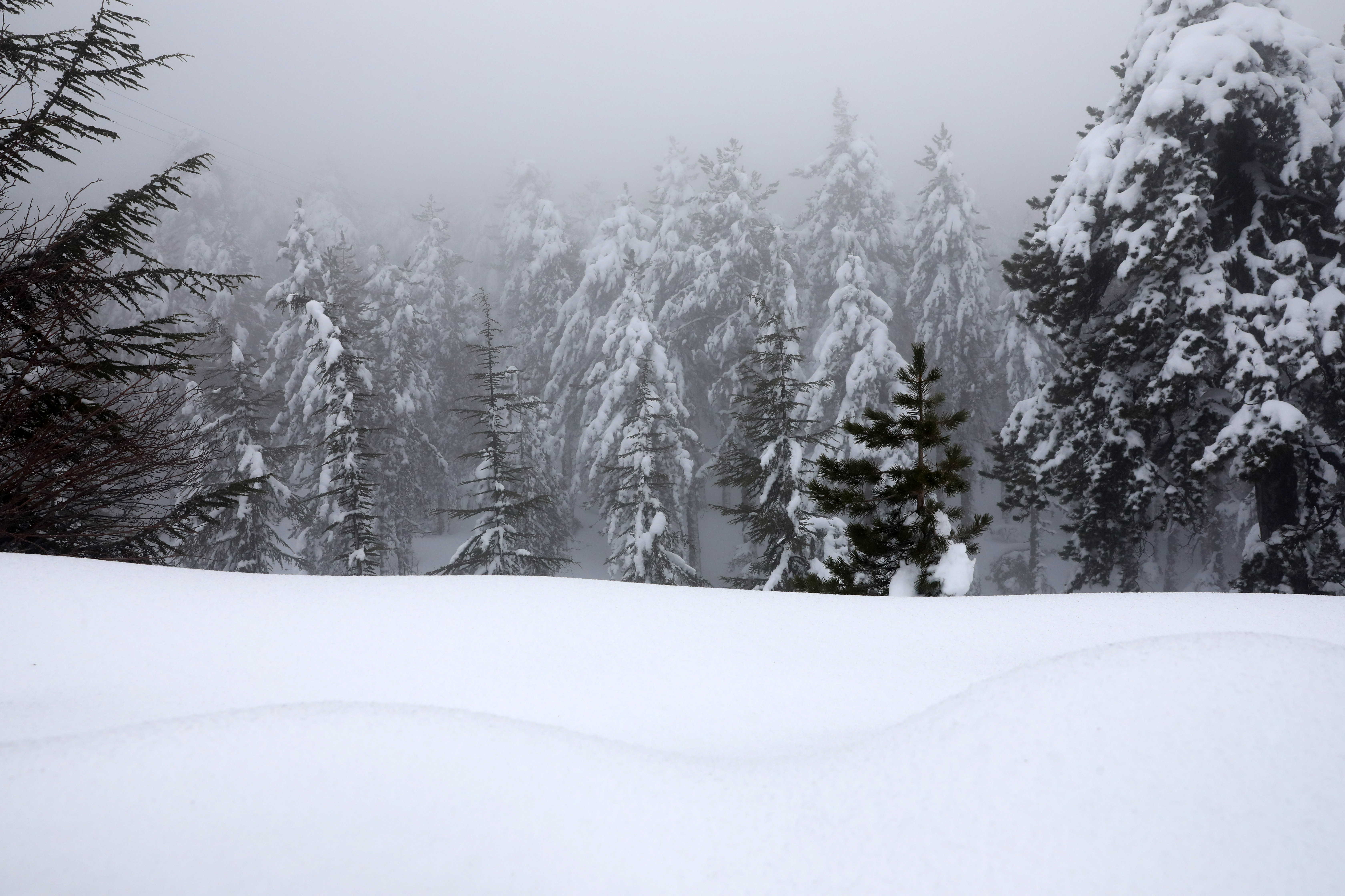 epa08123077 Trees covered with snow at the mountain area of Troodos, Cyprus, 12 January 2020. There was snowfall in mountainous regions of the Mediterranean island of Cyprus.  EPA-EFE/KATIA CHRISTODOULOU