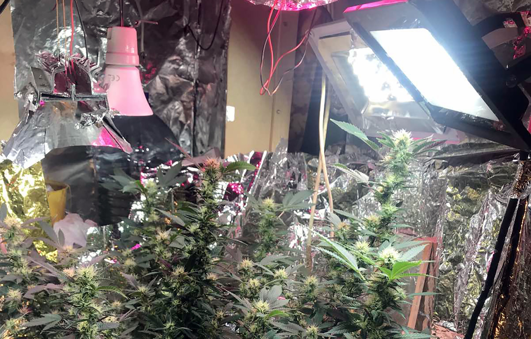 LABORATORIJA ZA UZGOJ MARIHUANE