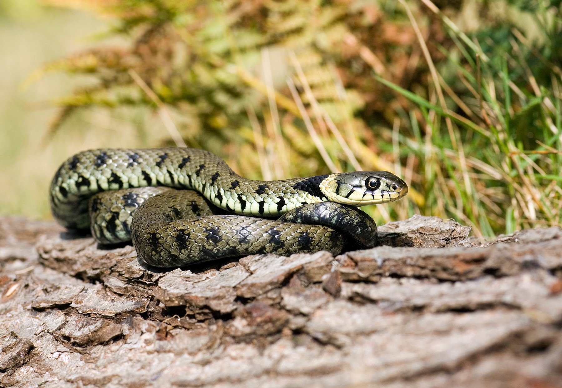 Grass snake zmija