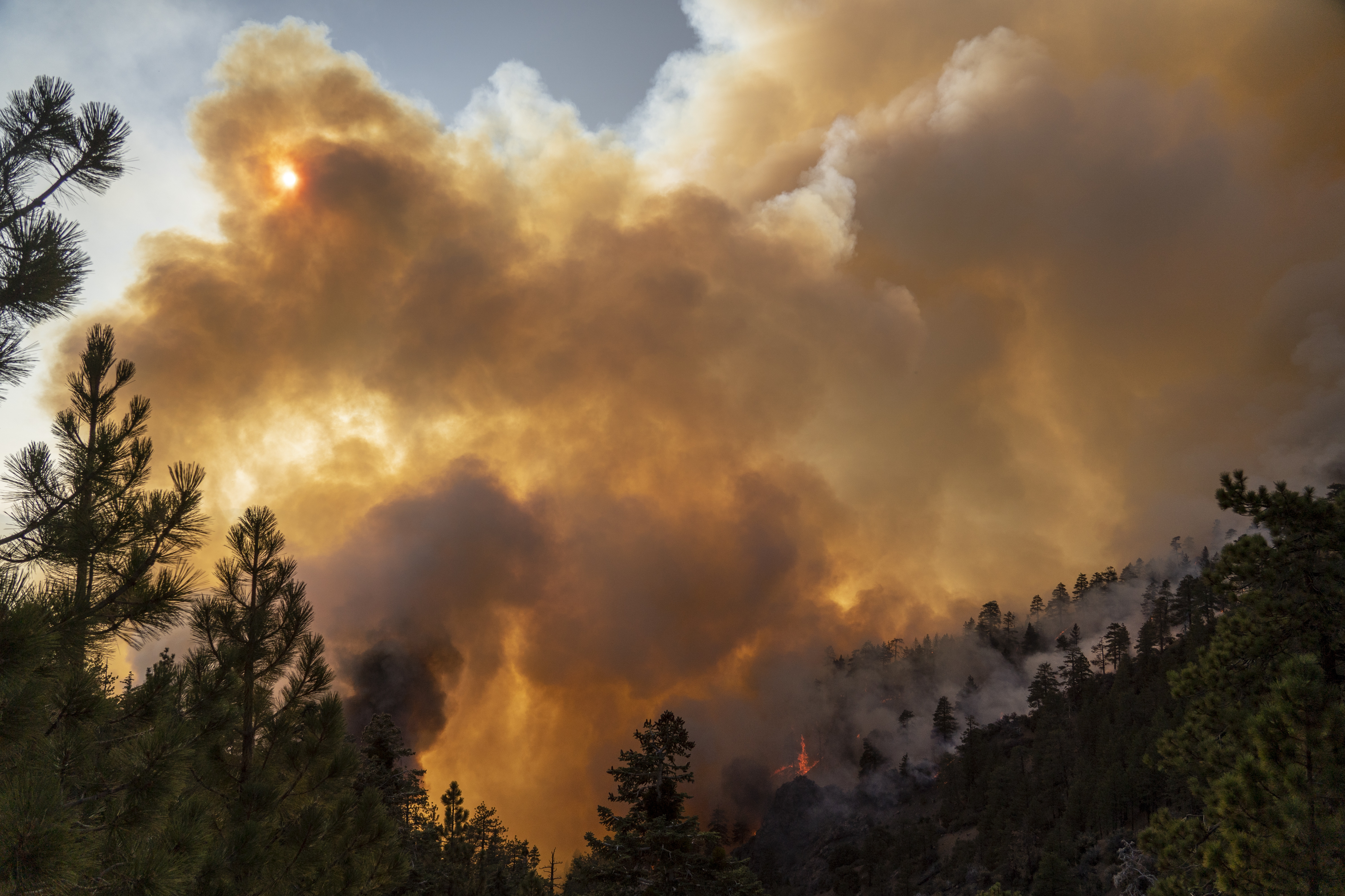 Bobcat fire in California