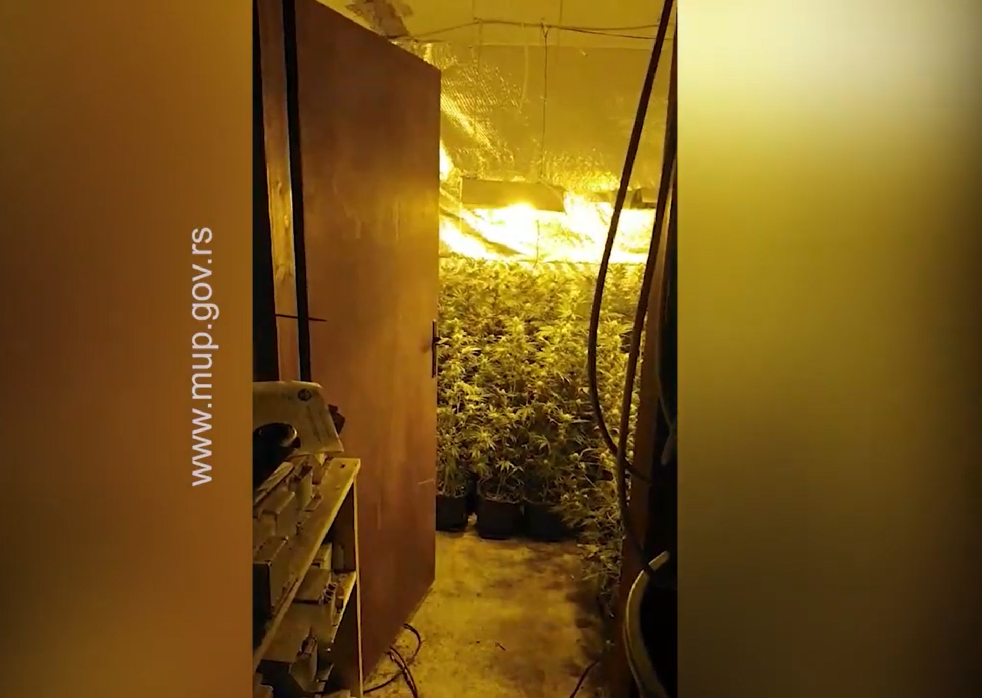 U Kragujevcu otkrivena laboratorija marihuane - uhapšeno jedno lice