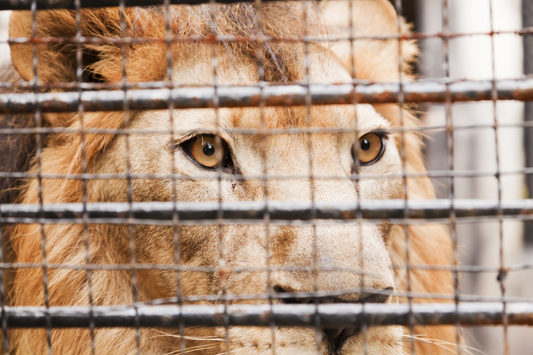 Close-up view of a lion trapped in a cage,Image: 391705183, License: Royalty-free, Restrictions: , Model Release: no, Credit line: Yuen Man Cheung / Panthermedia / Profimedia