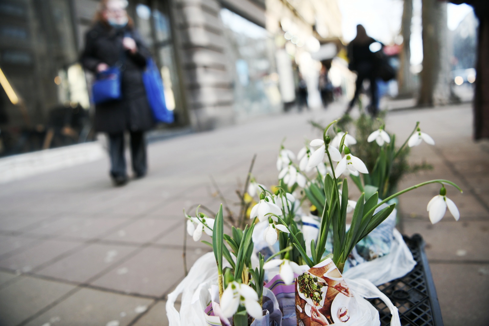 Beograd 05.02.2021. Lepo vreme, visibabe, cvet, cveće Foto: Vesna Lalić/Nova.rs