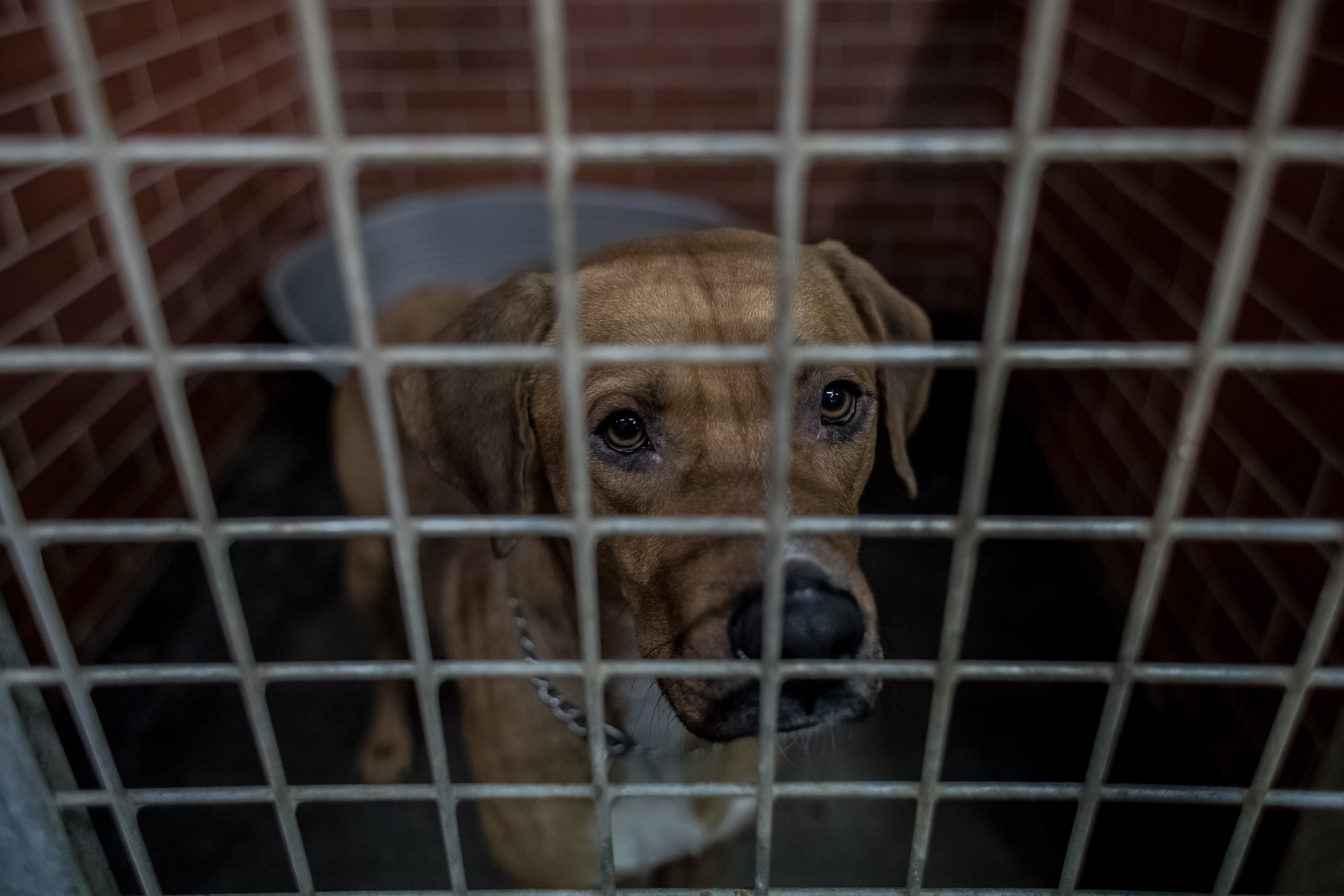 pas, kuče, kuca iza resetaka, Dogs spend Christmas at animal shelter