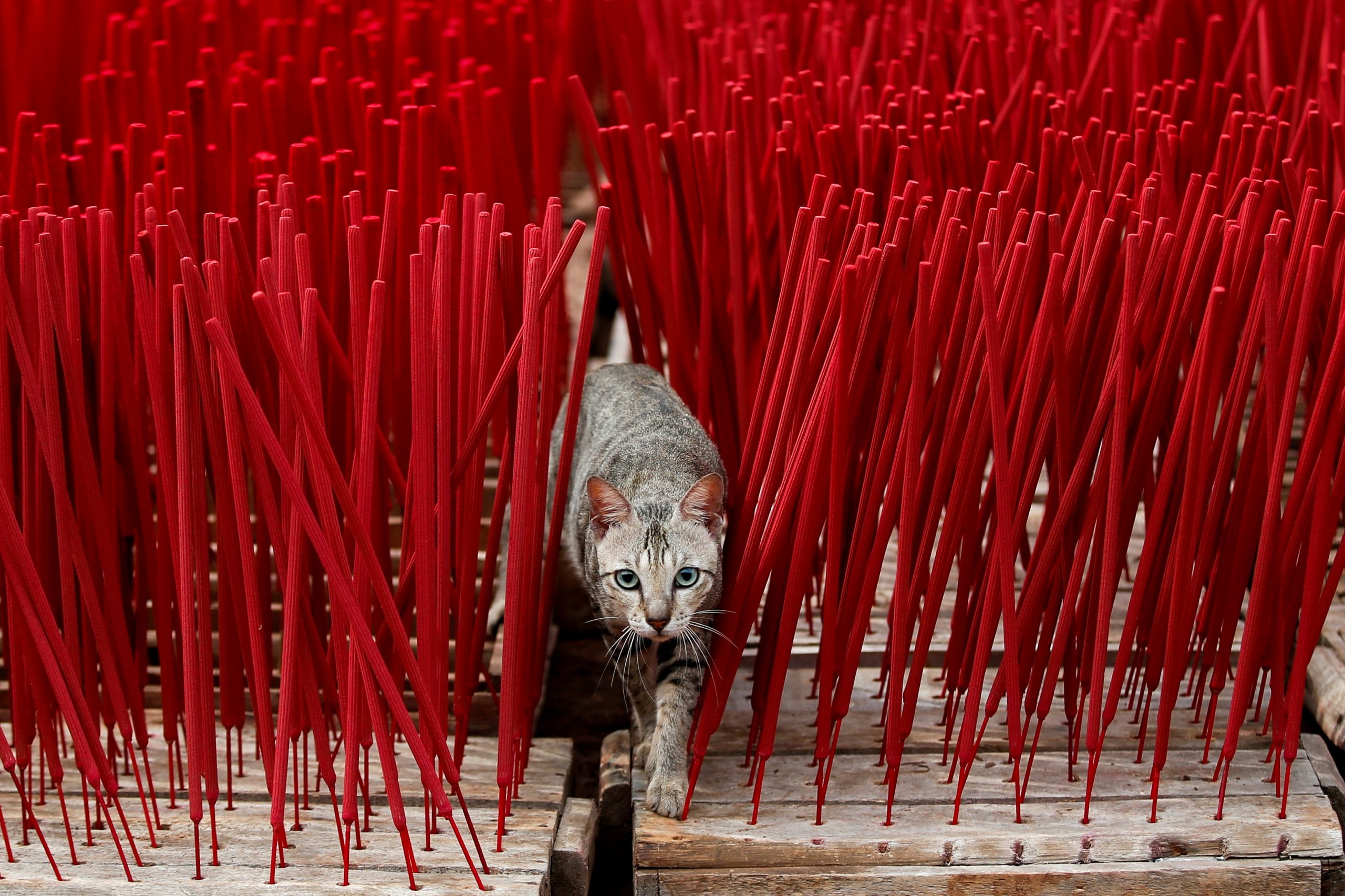 10022021 A cat is seen among incense sticks drying at a home-industry factory, ahead of the Chinese Lunar New Year, in Tangerang, on the outskirts of Jakarta, Indonesia, February 10, 2021. REUTERS/Willy Kurniawan     TPX IMAGES OF THE DAY