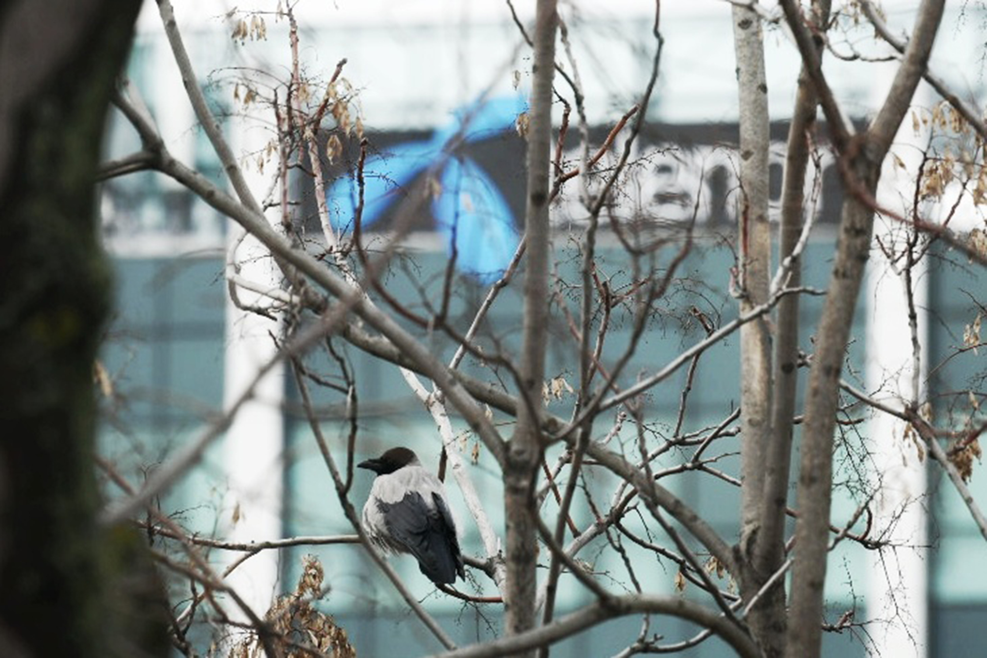 BEOGRAD 01. februar 2021. Telenor zgrada logo kamere foto:Vesna Lalić/Nova.rs
