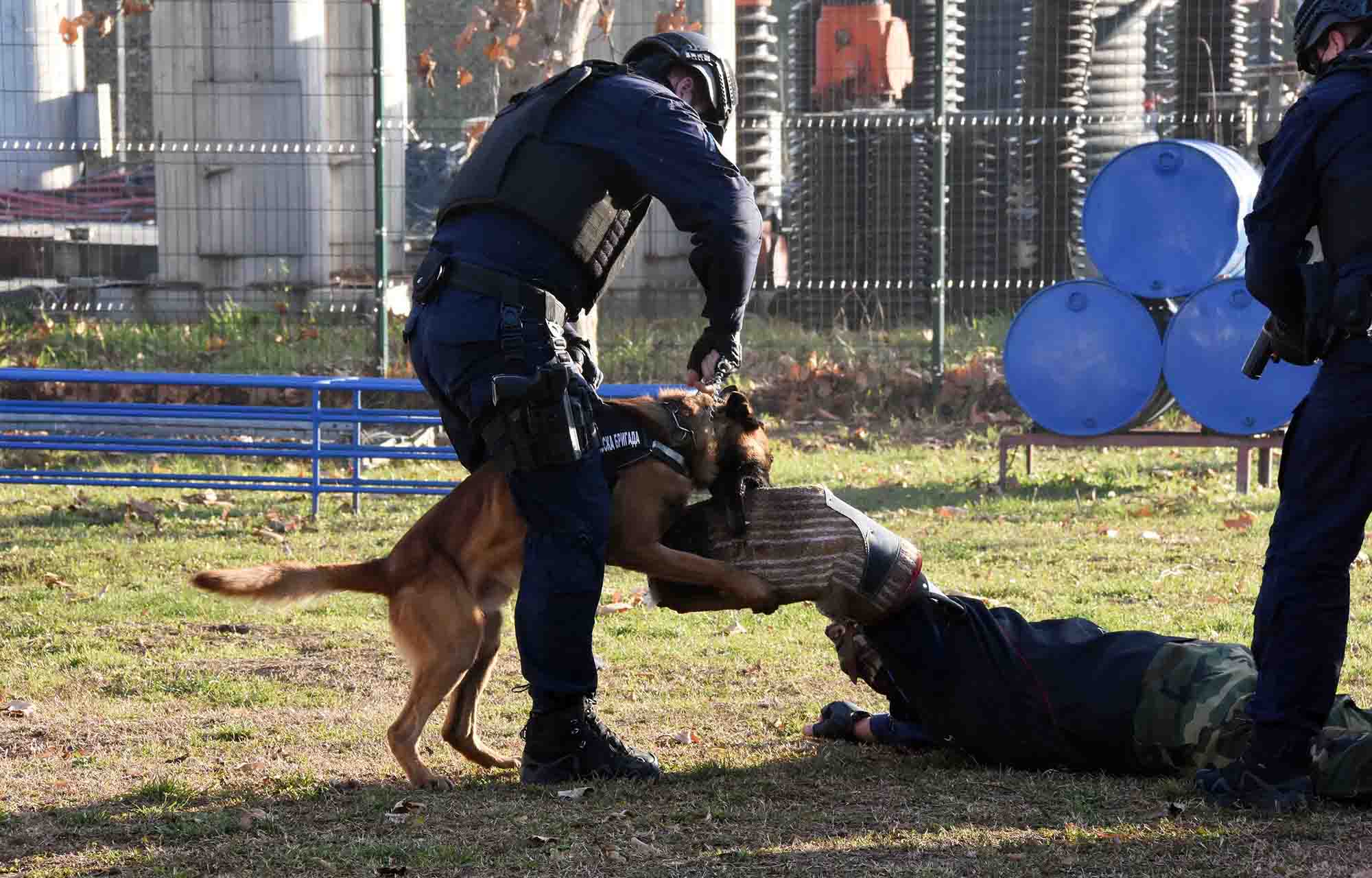 Obuka za vodice i dresuru sluzbenih pasa Cete vodica sluzbenih pasa Policijska brigada policija obilazak ministra policije Aleksandra Vulina