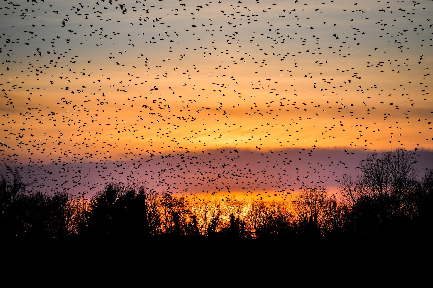 A murmuration of starlings pass Glastonbury Tor as they fly off to roost on the Somerset Levels at sunset.,Image: 590721255, License: Rights-managed, Restrictions: , Model Release: no, Credit line: Ben Birchall / PA Images / Profimedia