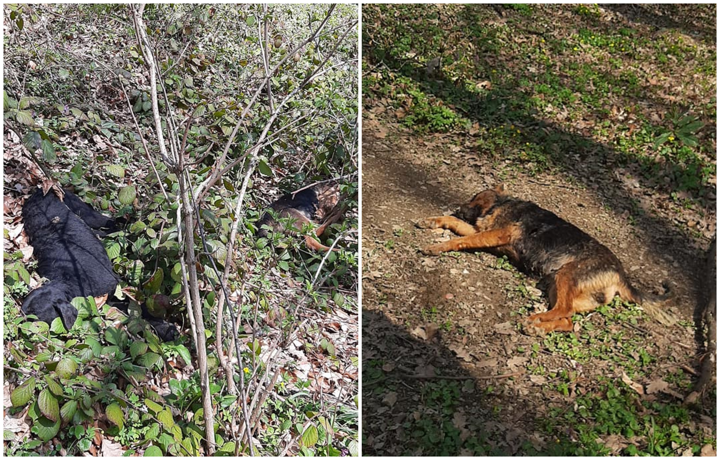 tri psa ubijena na fruškoj gori iz vatrenog oružja