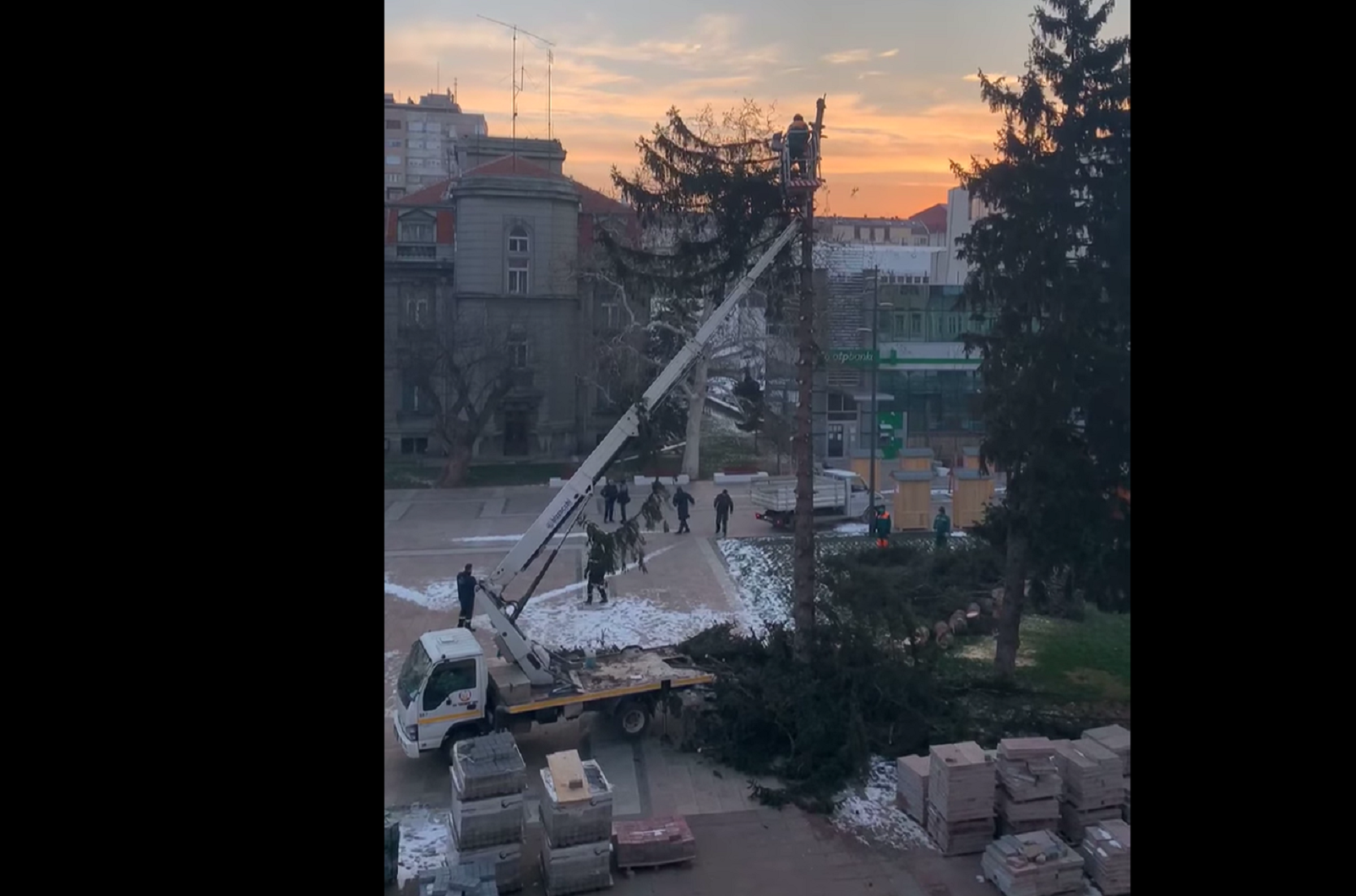 seča drveća u Nišu