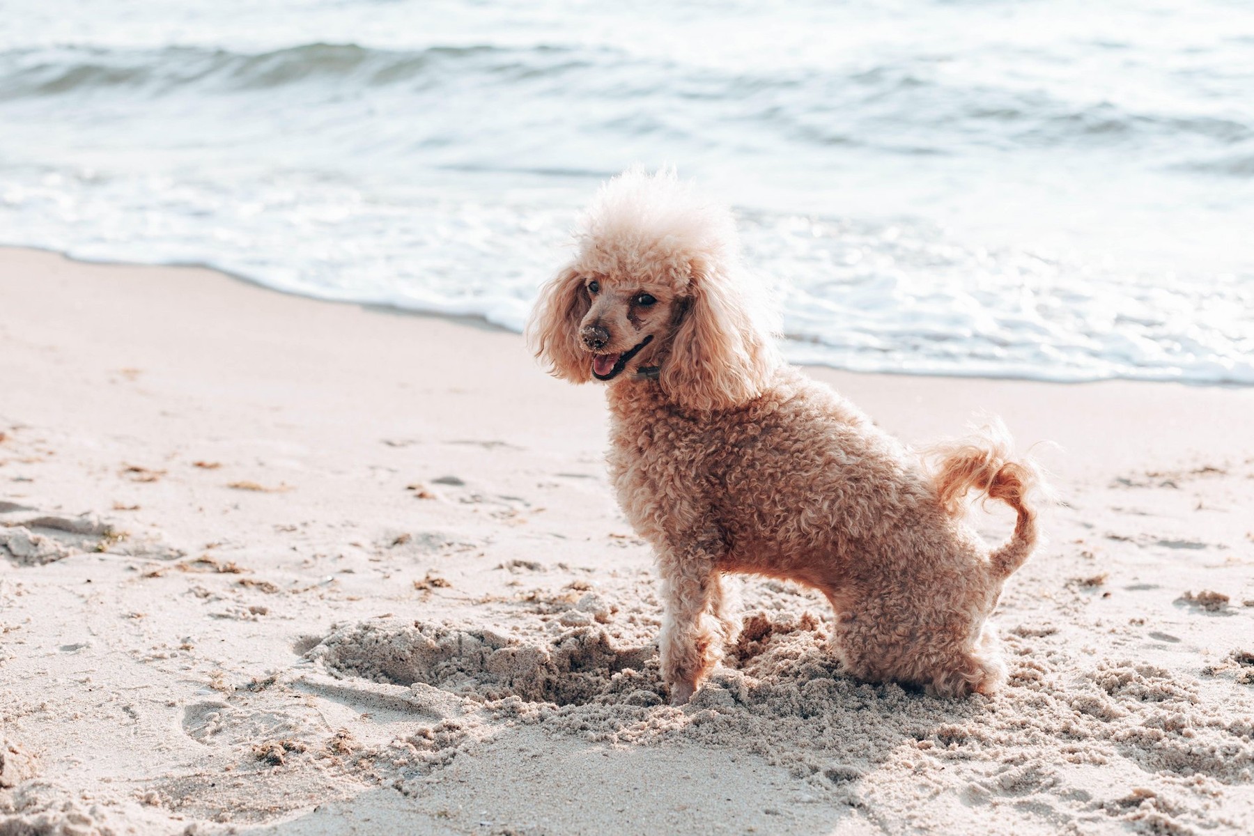 Red haired poodle dog sits and looks into the camera on the beach near the sea on a sunny day
