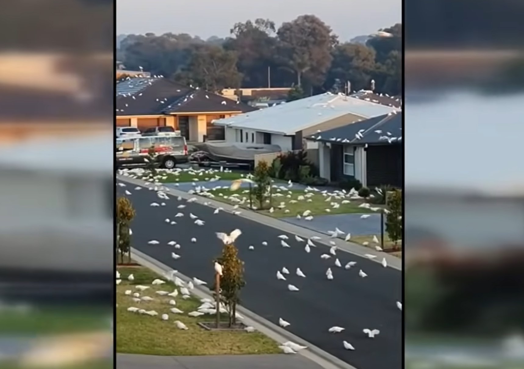 ptice, najezda ptica australija