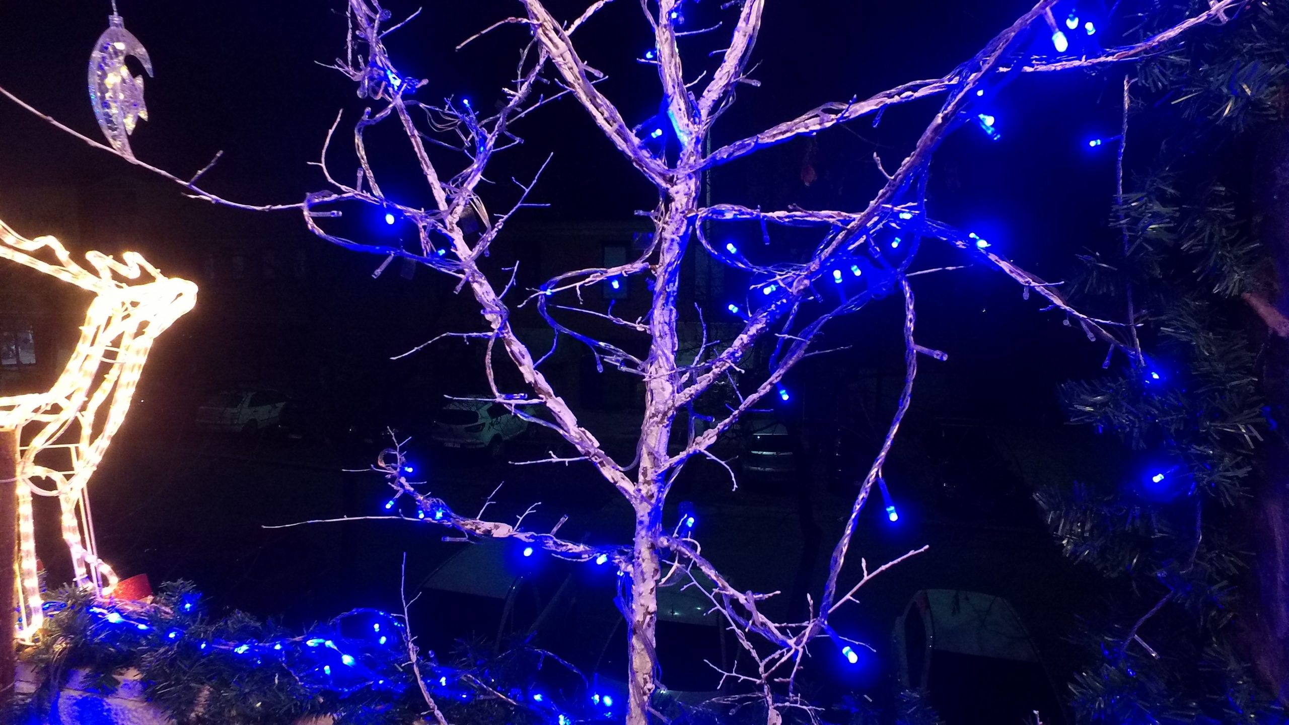 kragujevac  Fotograf ukrasio terasu