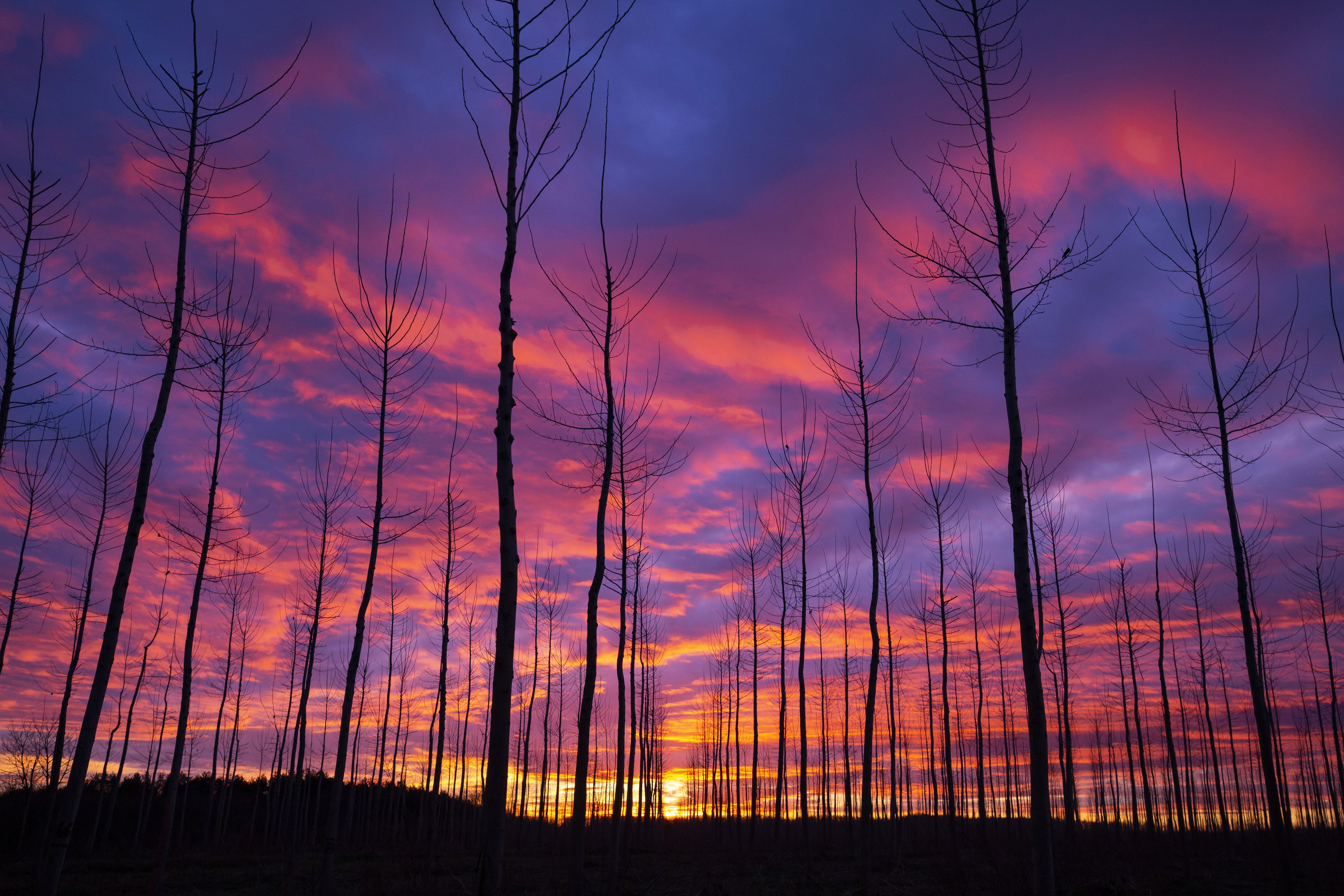 epaselect epa08914946 The Sun rises above the forest near Kiskorpad, Hungary, 02 January 2021.  EPA-EFE/Gyorgy Varga HUNGARY OUT