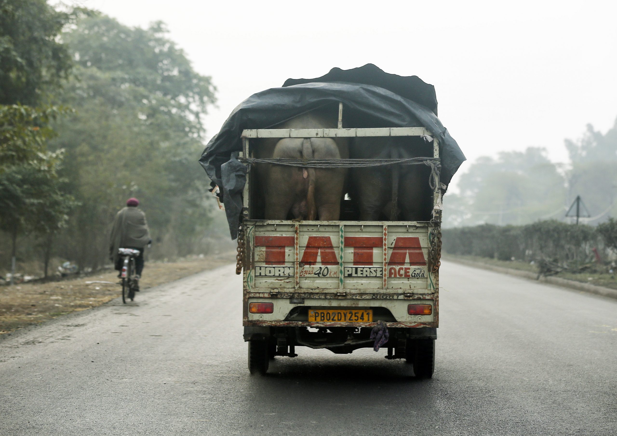 epaselect epa08916220 Buffalos are being transported on a pickup truck on a highway, on a rainy winter morning, on the outskirts of Amritsar, India, 03 January 2021.  EPA-EFE/RAMINDER PAL SINGH