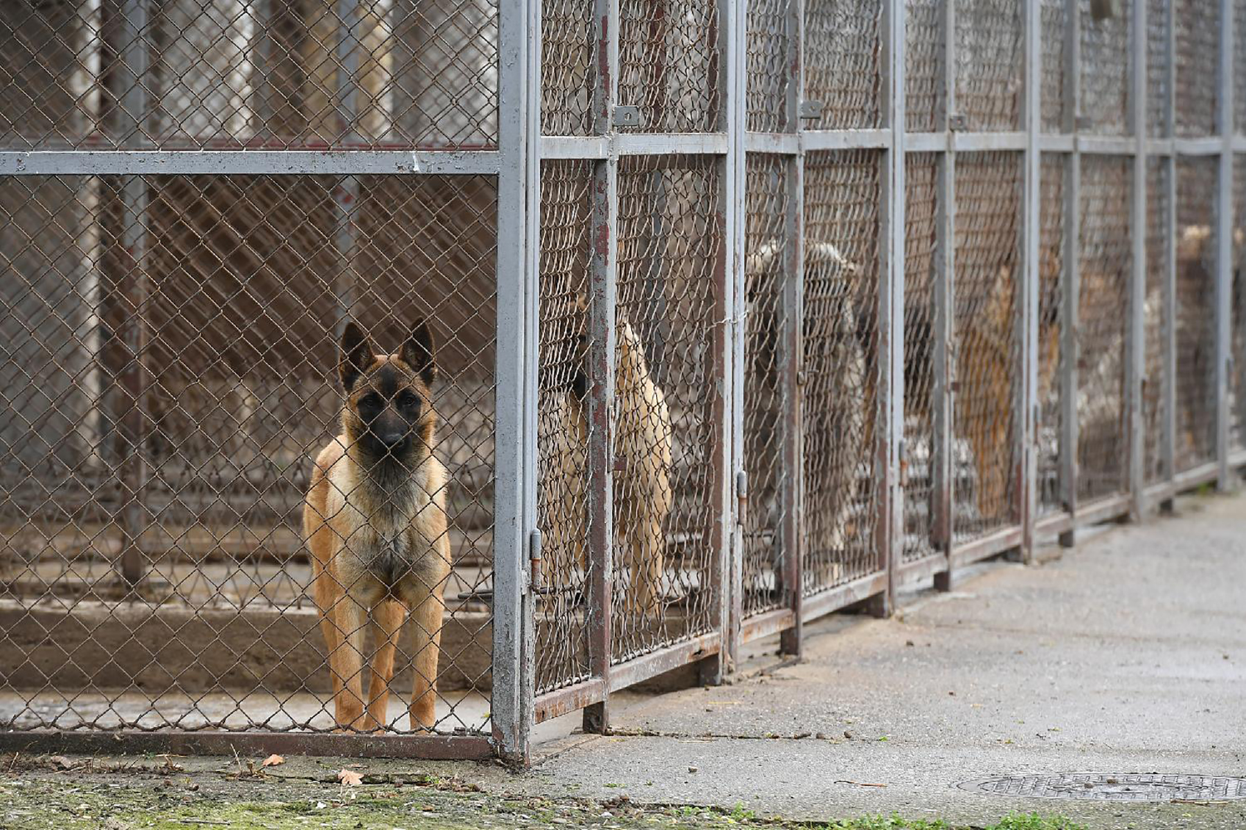 Mesto: Niš
Datum: Sat Apr 03 15:07:52 CEST 2021
Dogadjaj: POLITIKA/ODBRANA/ŽIVOTINJE/PSI - ministar odbrane Nebojša Stefanović posetio je Centar za obuku pasa u kasarni "Knez Mihailo" u Nišu
Izvor: FoNet/MOD