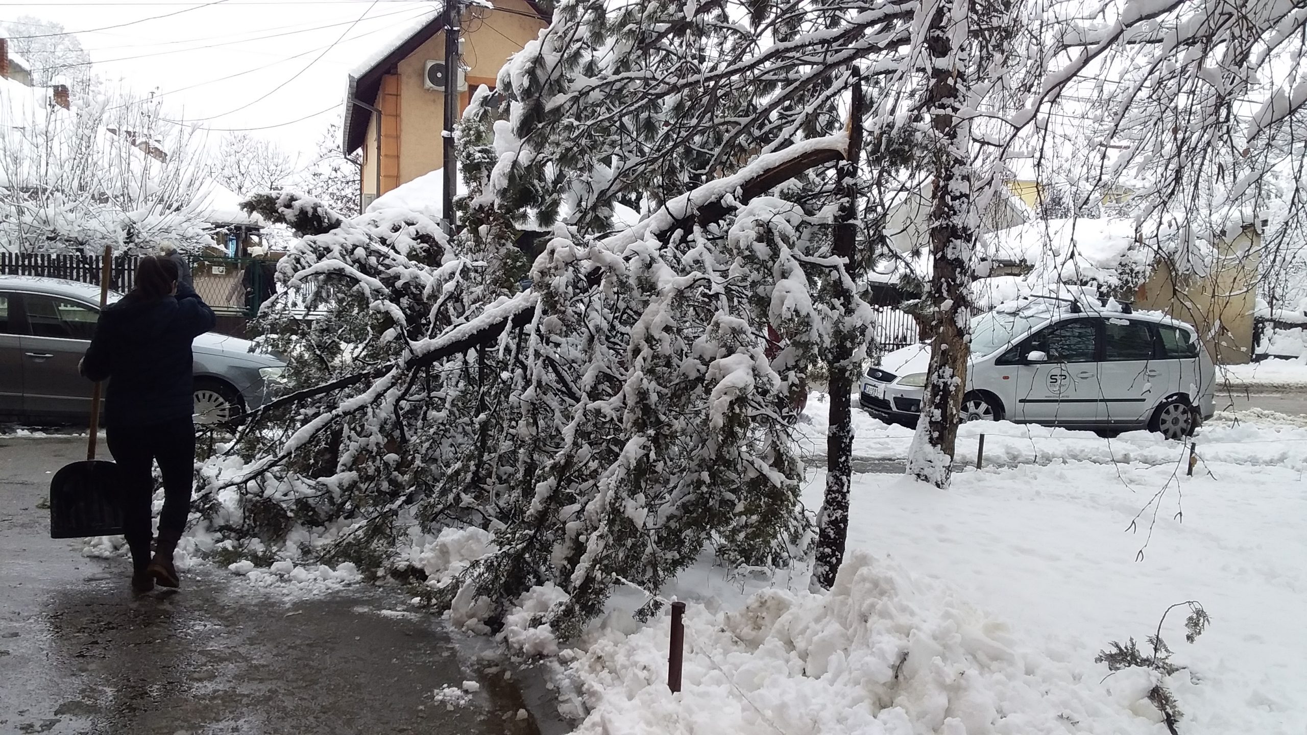 Čačak - Slomilo se drvo, neko mogao da strada-6000 potrošača bez struje