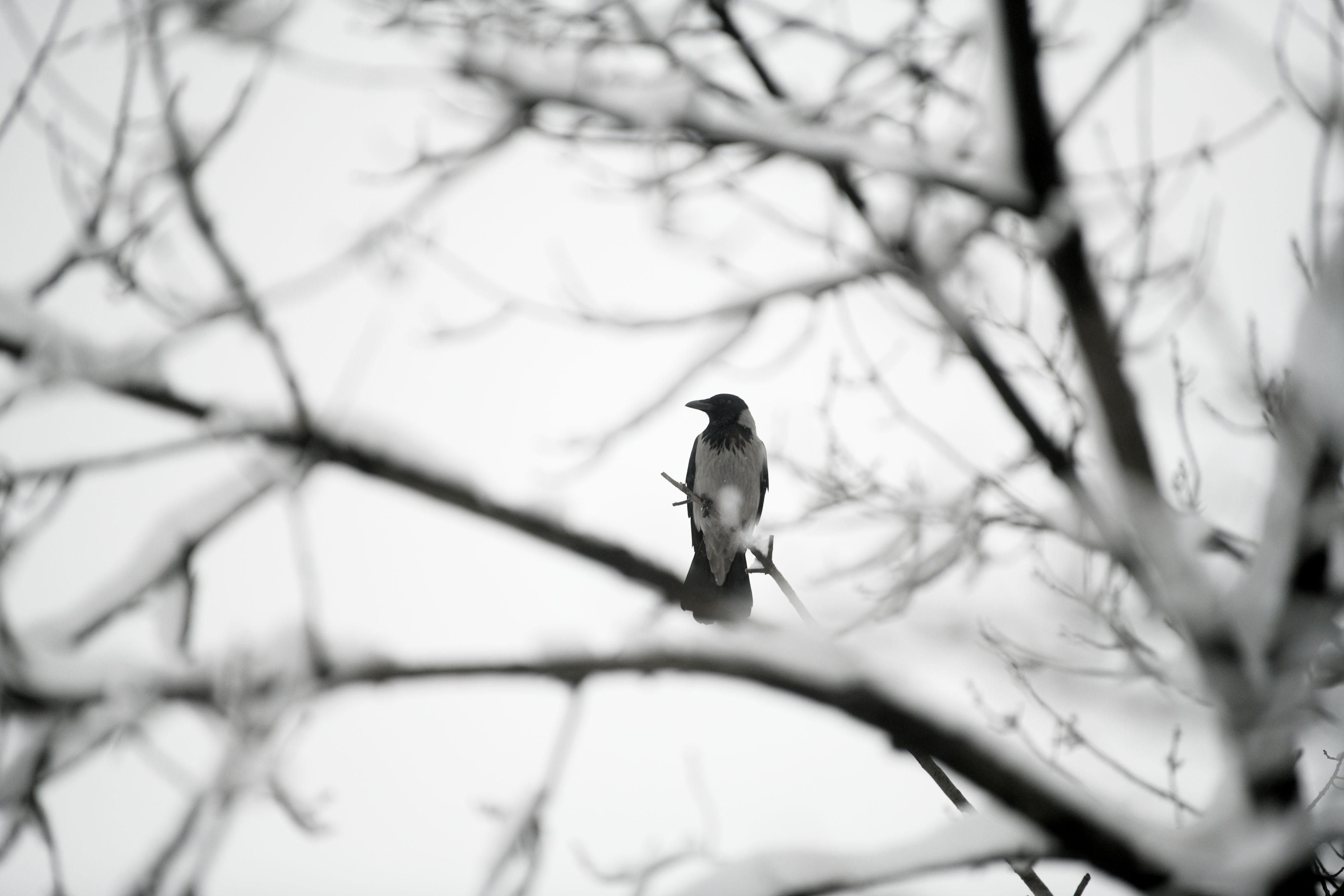 Beograd 11. januar 2021. Sneg i zima u Beogradu Foto:Filip Krainčanić/Nova.rs