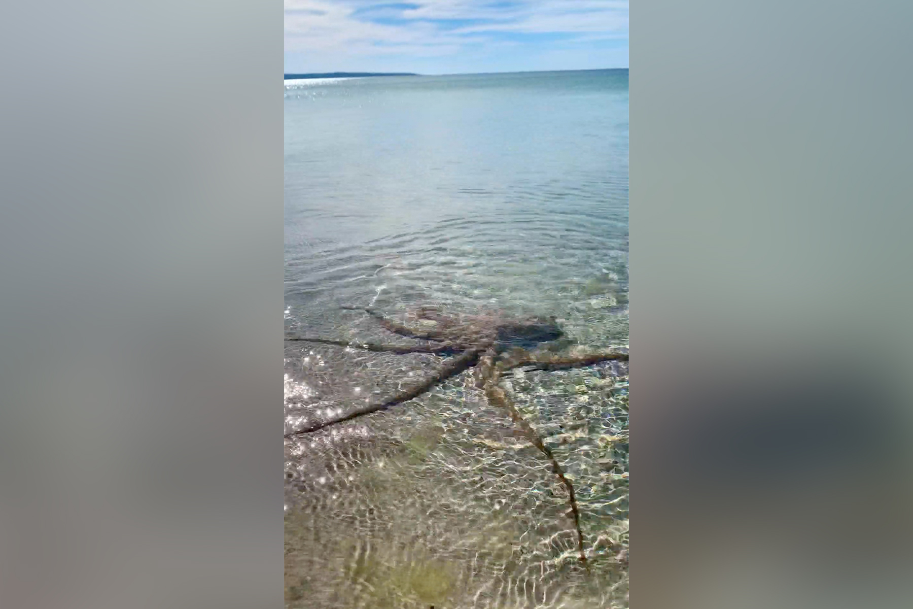 An octopus spreads its tentacles under water near the shore in Dunsborough