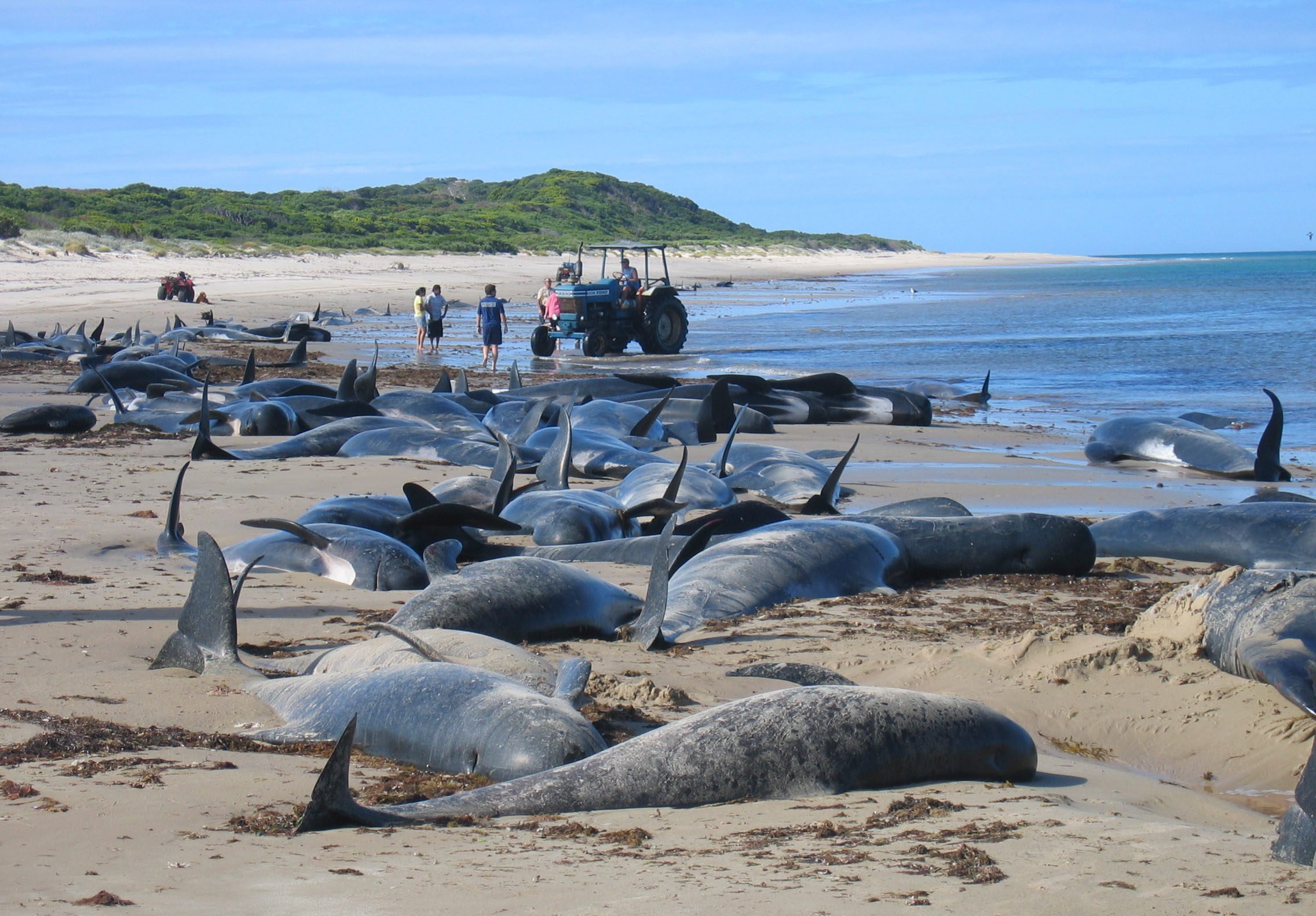 Beached whales and dolphins lie strewn on the beach at Sea Elephant Bay