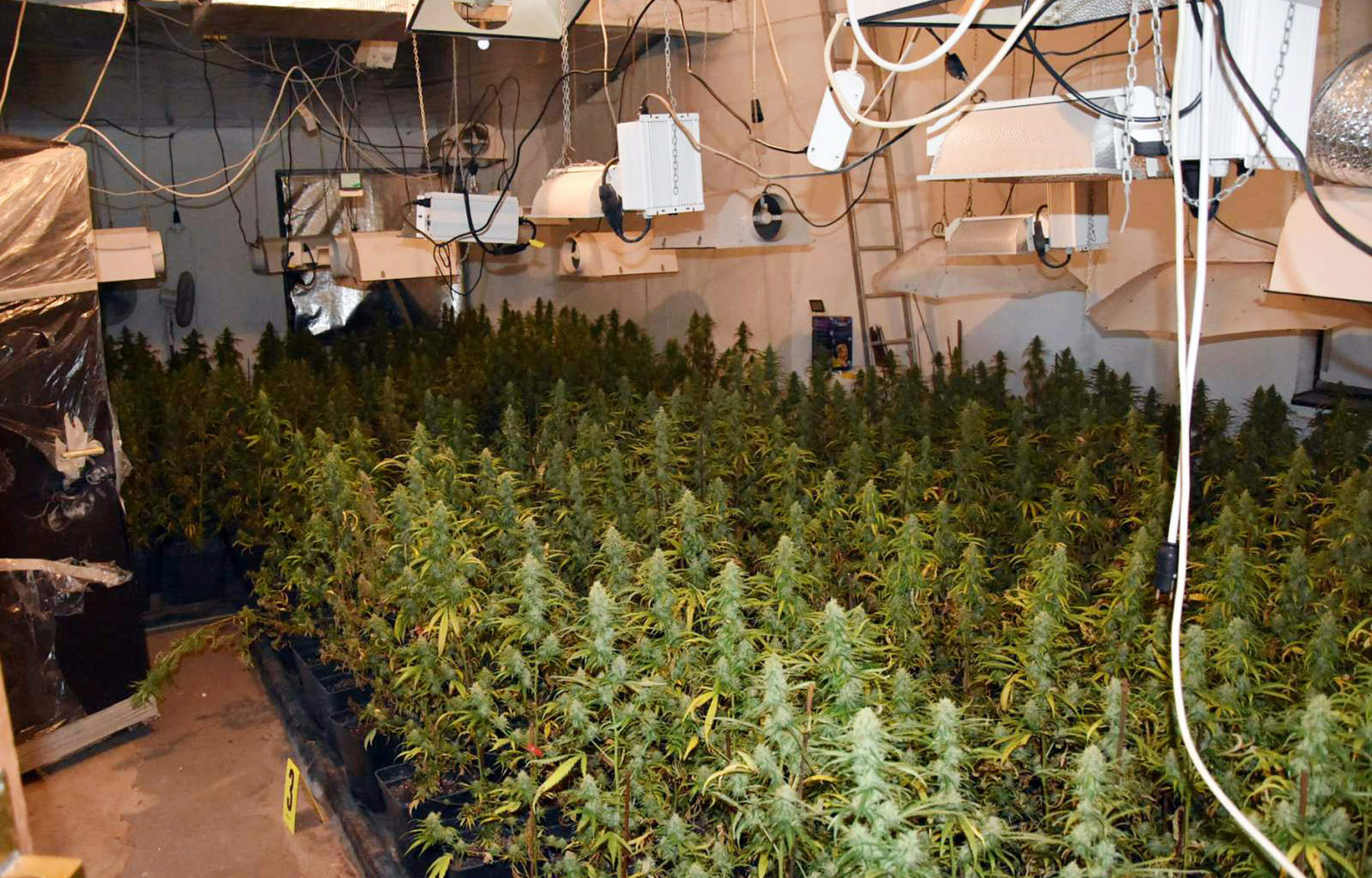 droga marihuana laboratorija