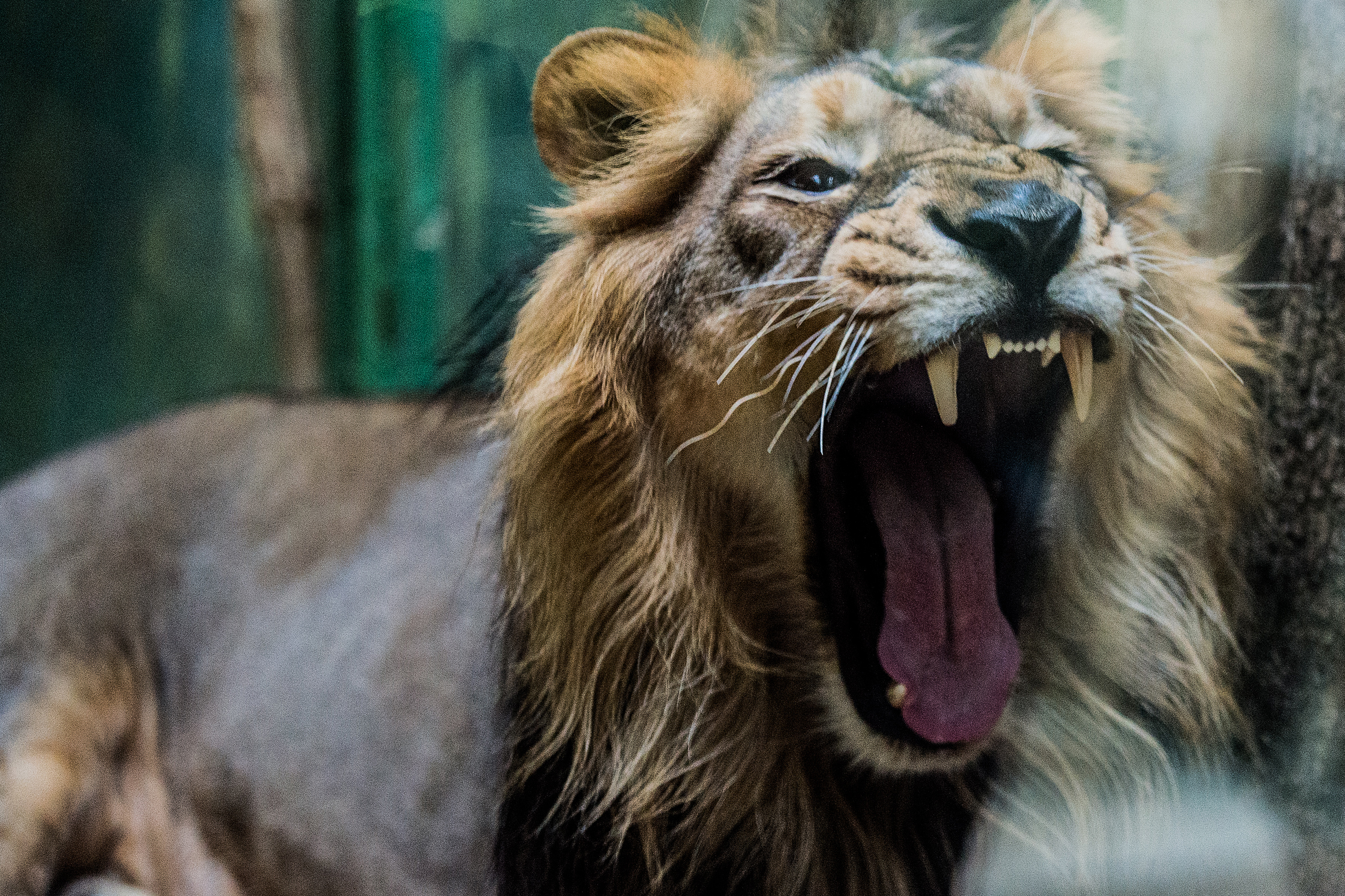 Indian Lions at Prague Zoo