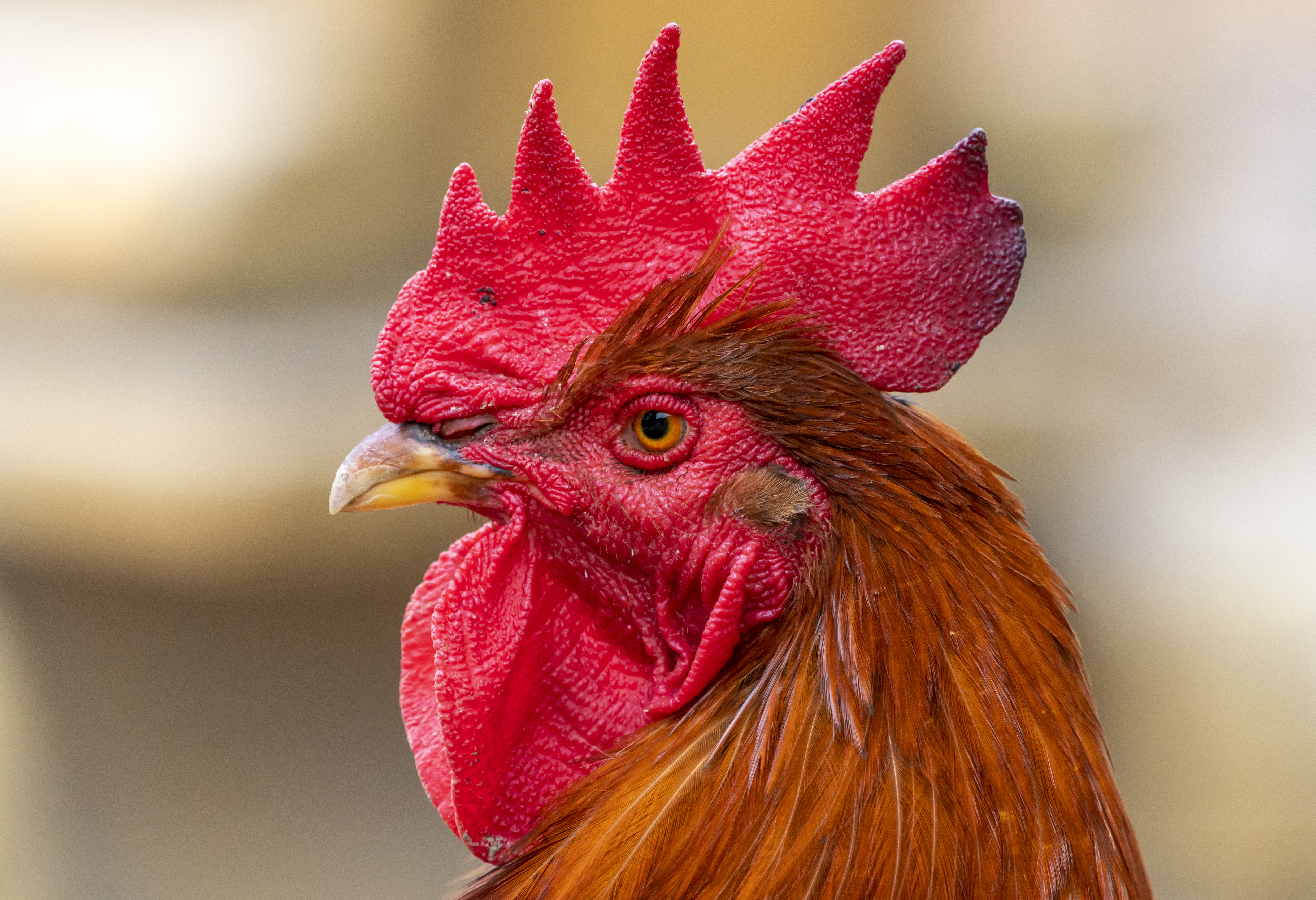 epa07758987 A rooster look out from its enclosure at the animal park in Worms, 60 kilometres south-southwest of Frankfurt-am-Main, Germany, 06 August 2019.  EPA-EFE/RONALD WITTEK
petao