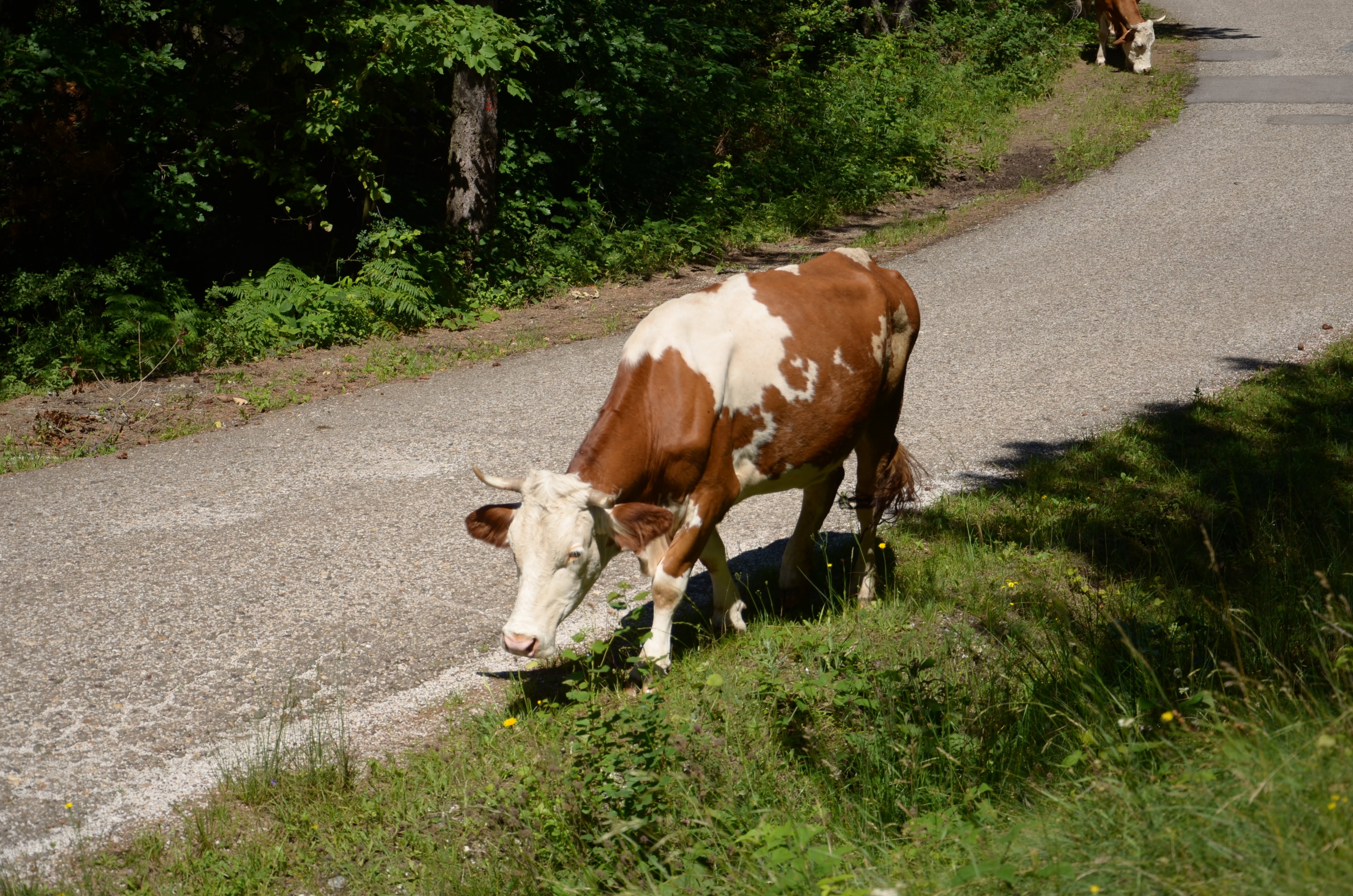 Jul, 2020. Srbija, Ravna Gora, krava, krave na putu