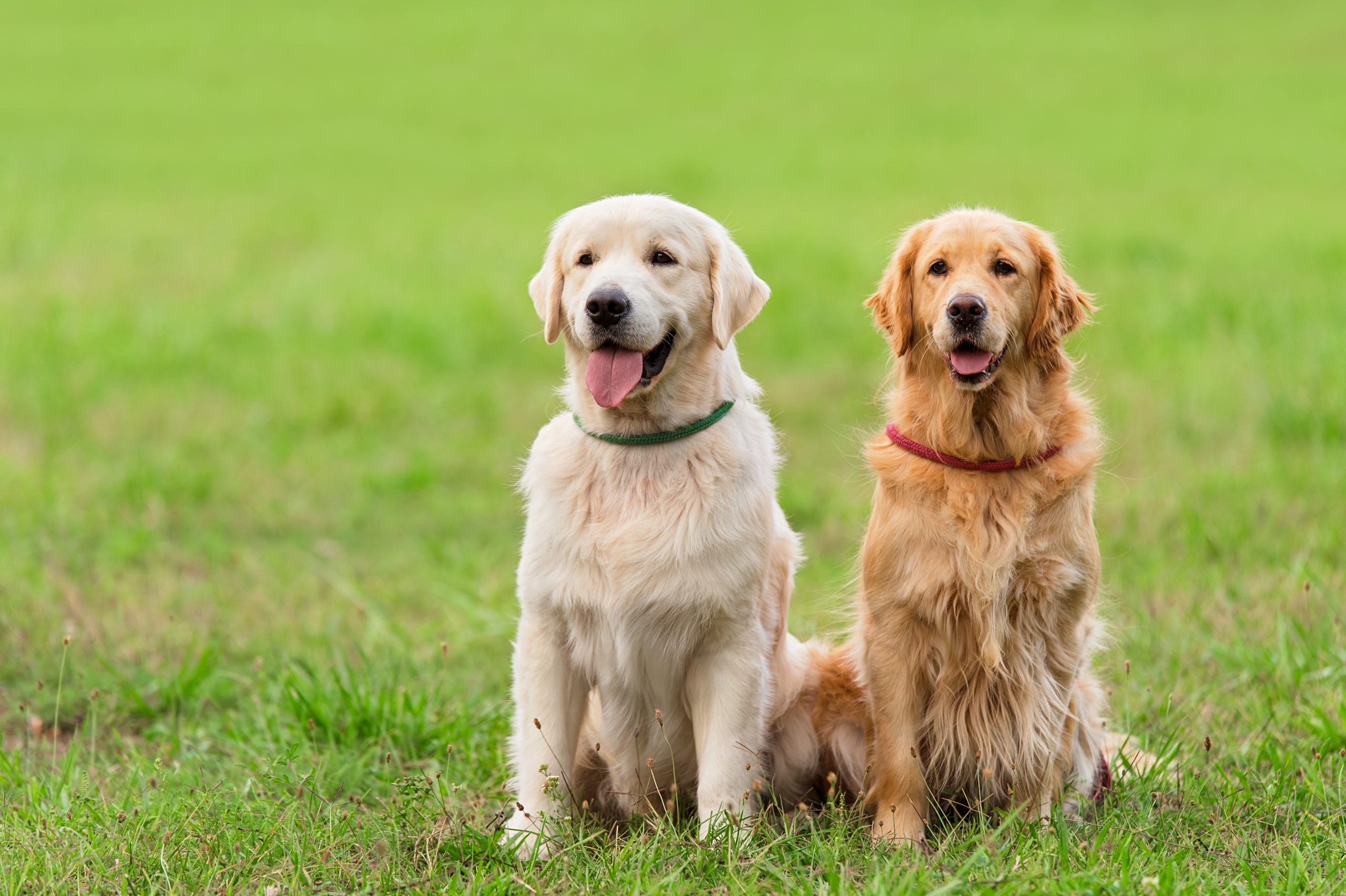 Par, psi, dva psa Foto: Shutterstock