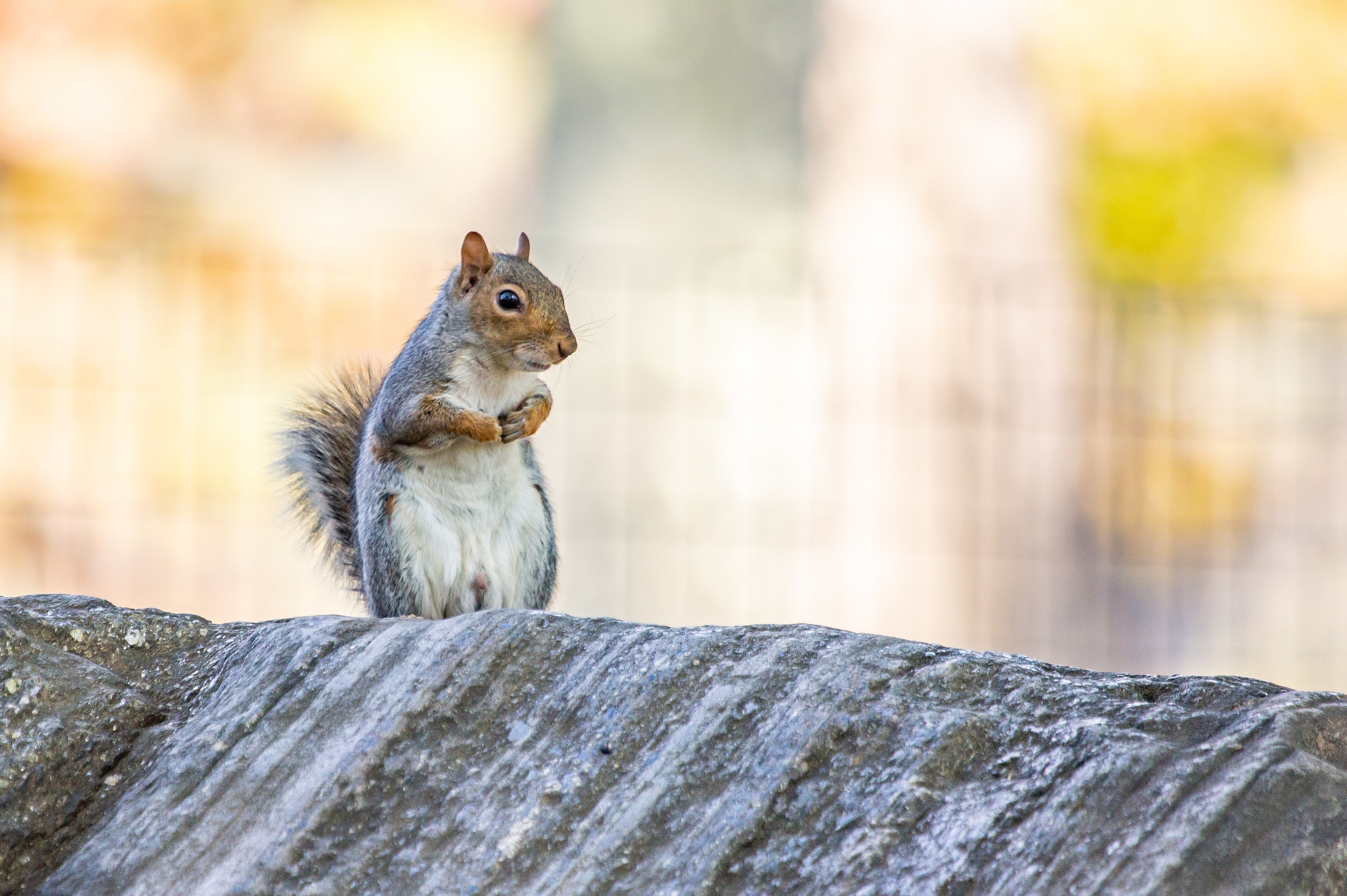 Squirrel In Central Park In Manhattan, New York City, United States - 15 Nov 2019