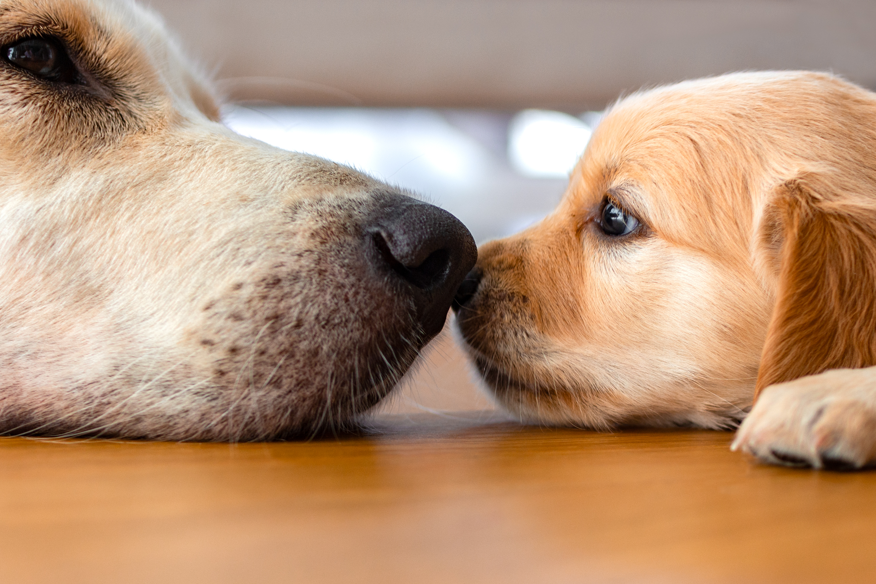 A,Golden,Retriever,Puppy,Laying,On,Floor,With,Its,Mother