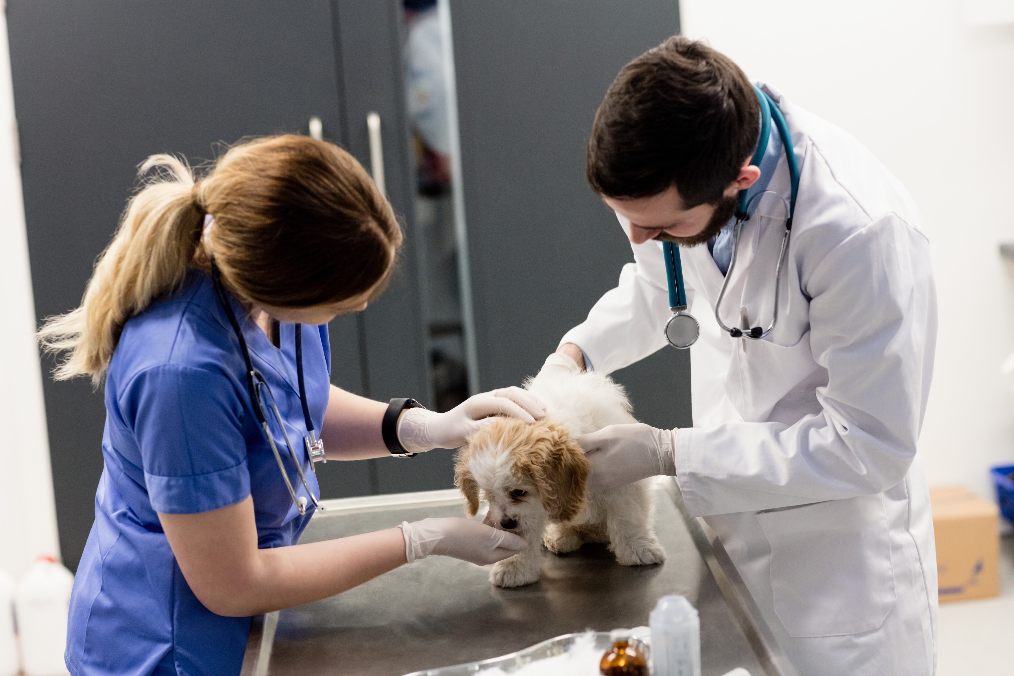 Vets examining dog