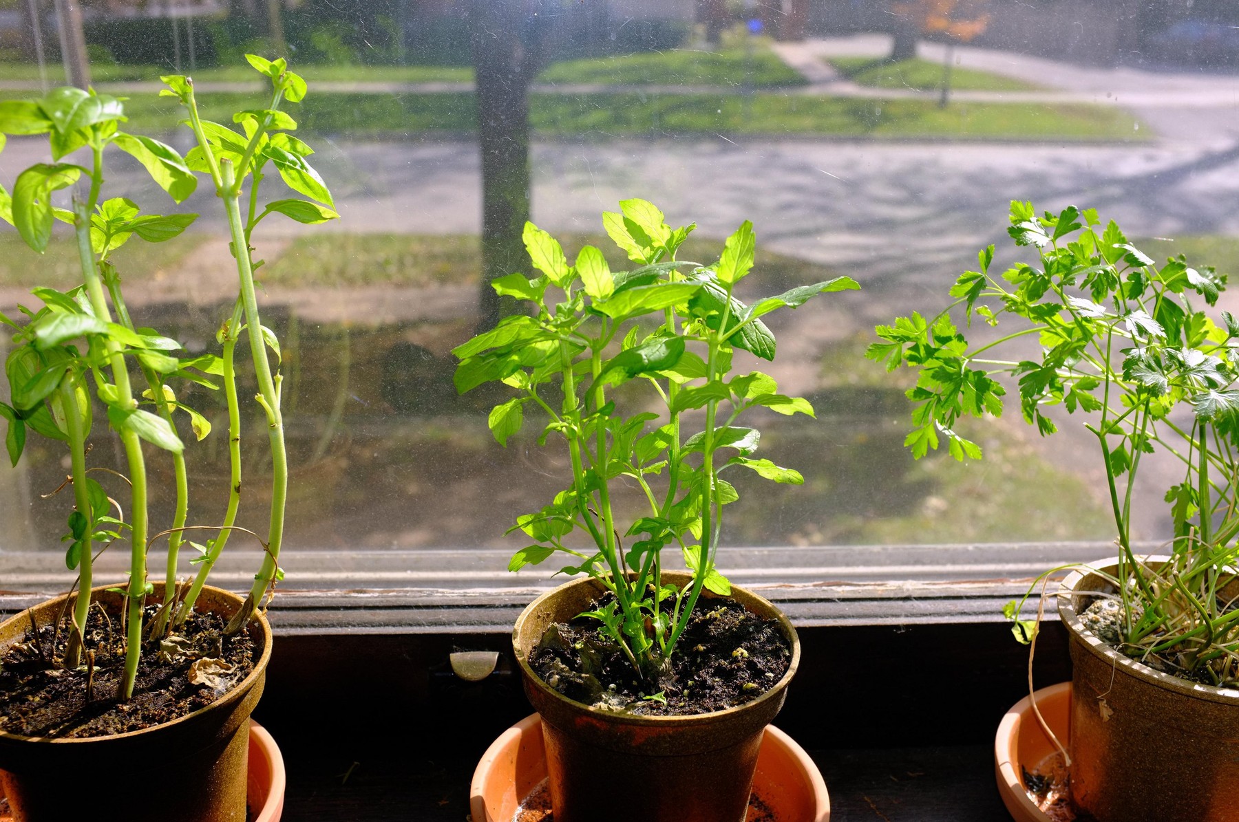 Basil, mint and parsley pot plants growing indoors on a windowsill.