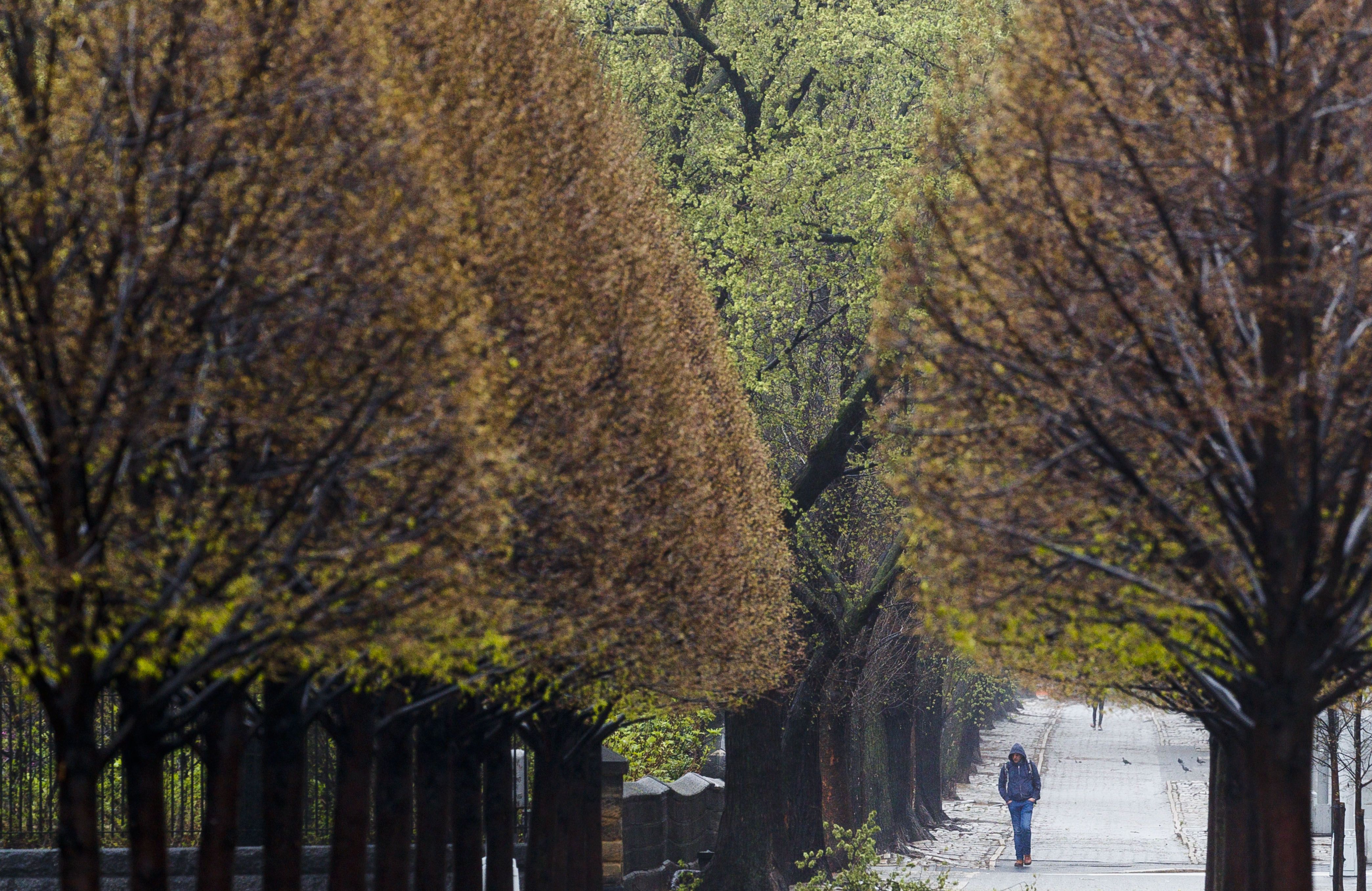 Coronavirus in New York