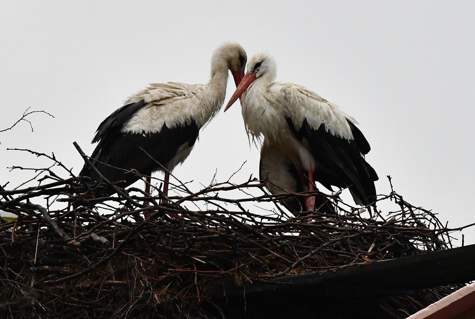 Brodski Varoš: S nekoliko dana zakašnjenja Klepetan se i ove godine vratio Malenoj